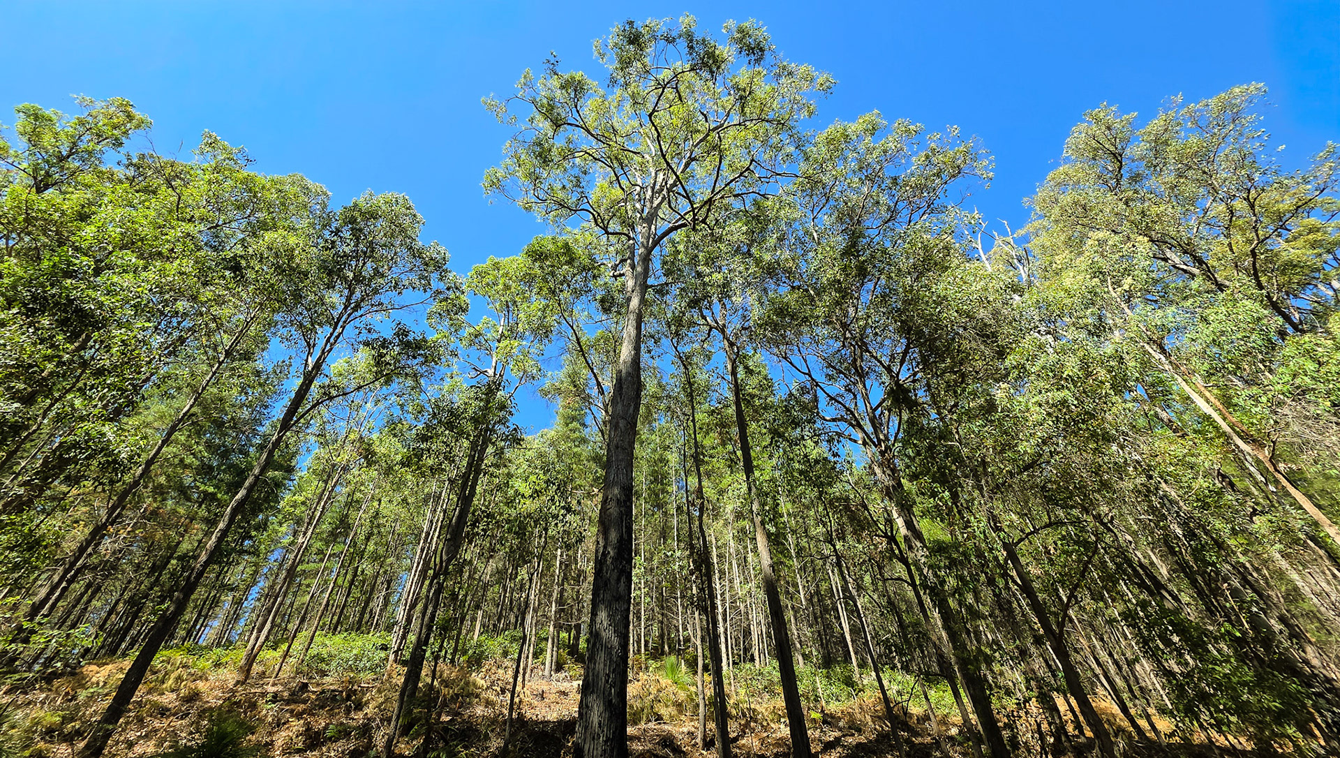 A low-angle view of a sunlit forest filled with tall, slender eucalypt trees. Their trunks rise straight into a bright, cloudless blue sky while a delicate green canopy filters the light. The forest floor shows dry leaf litter, scattered ferns, and dappled shadows, conveying a calm, breezy day in the bush.