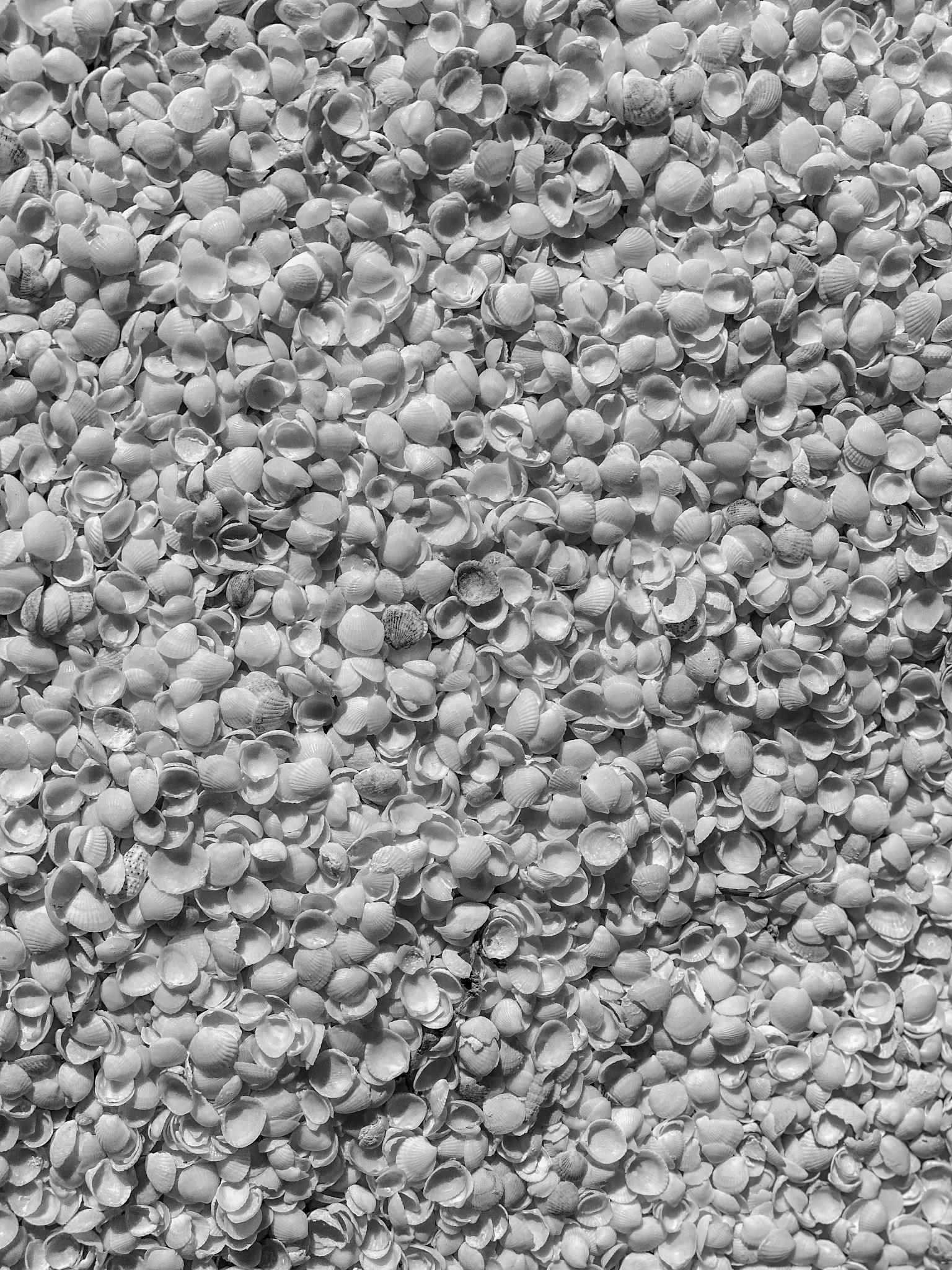 A high-angle view reveals a dense arrangement of pale seashells, showcasing natural patterns and textures in a serene, monochrome setting.