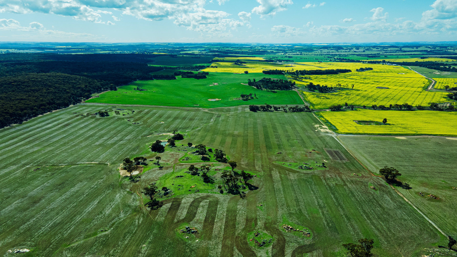 A breathtaking aerial image showcasing a picturesque landscape of countryside farmland. The view encompasses lush green fields and vibrant yellow canola fields under a bright blue sky with scattered clouds. The natural patterns on the land, formed by farming activities, create a stunning tapestry of colors and textures, highlighting the beauty of rural landscapes.