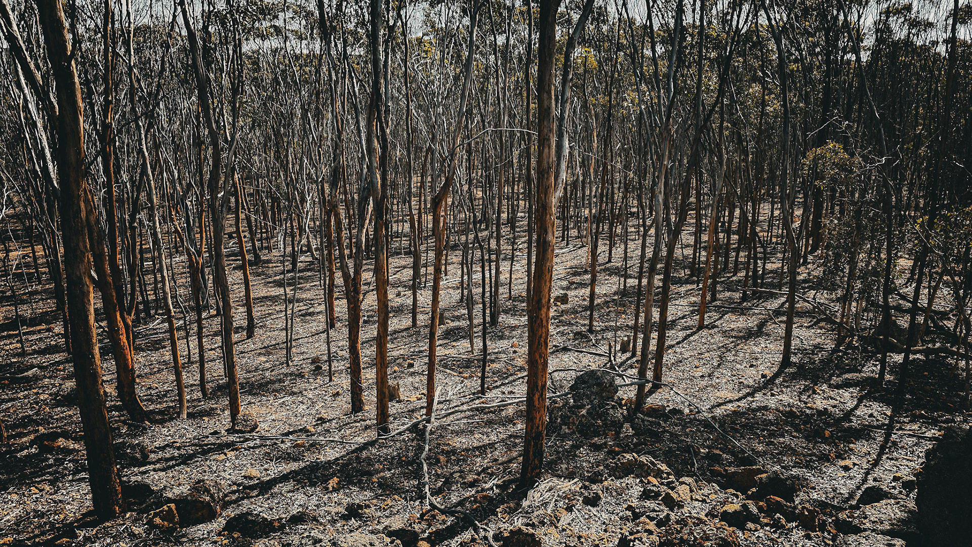An expansive dry forest setting featuring a multitude of slender, bare trees closely packed together. The ground is covered with dried leaves and twigs, emphasizing the arid environment. Sunlight filters through the sparse canopy, casting distinct shadows and creating a pattern of light and dark on the forest floor. This image captures the raw, untamed beauty of nature in a minimalistic landscape.