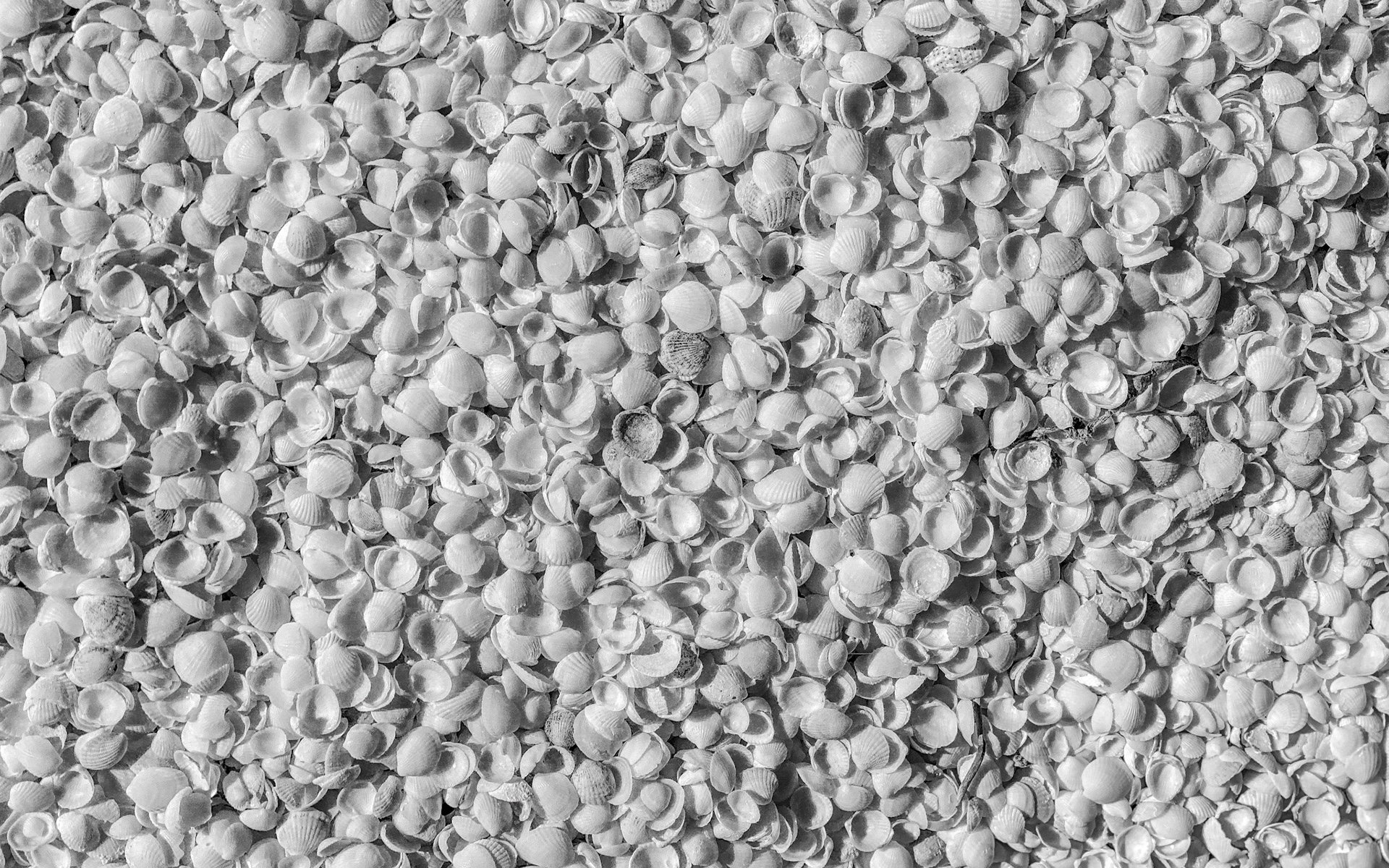 High-Contrast Abstract Texture With Organic Patterns