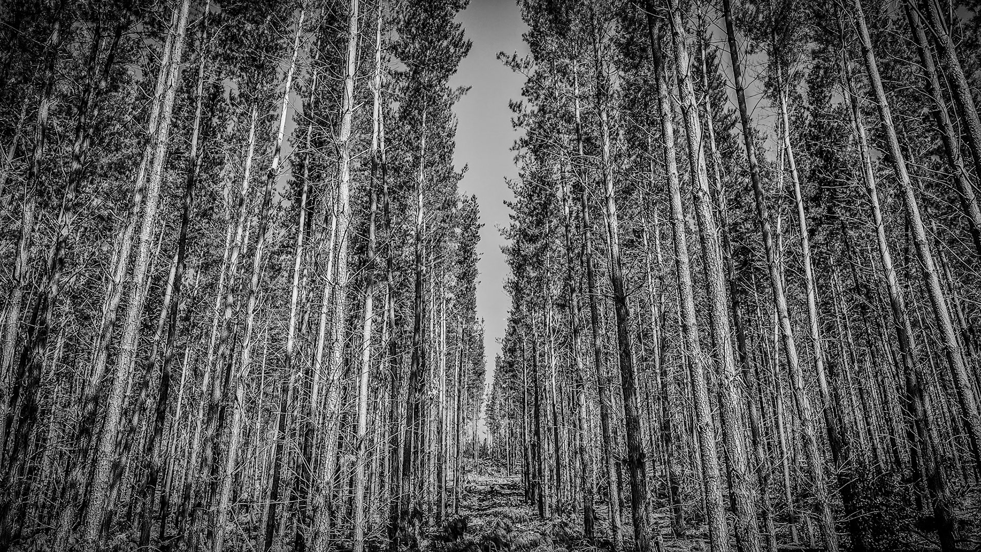 A high-contrast black-and-white panorama of a dense pine forest. Straight, closely spaced trunks form strong vertical lines that frame a narrow, debris-strewn track running to a distant vanishing point. Sparse branches and textured bark create a lattice of detail, while a sliver of bright sky opens above the corridor, enhancing the moody, symmetrical composition.