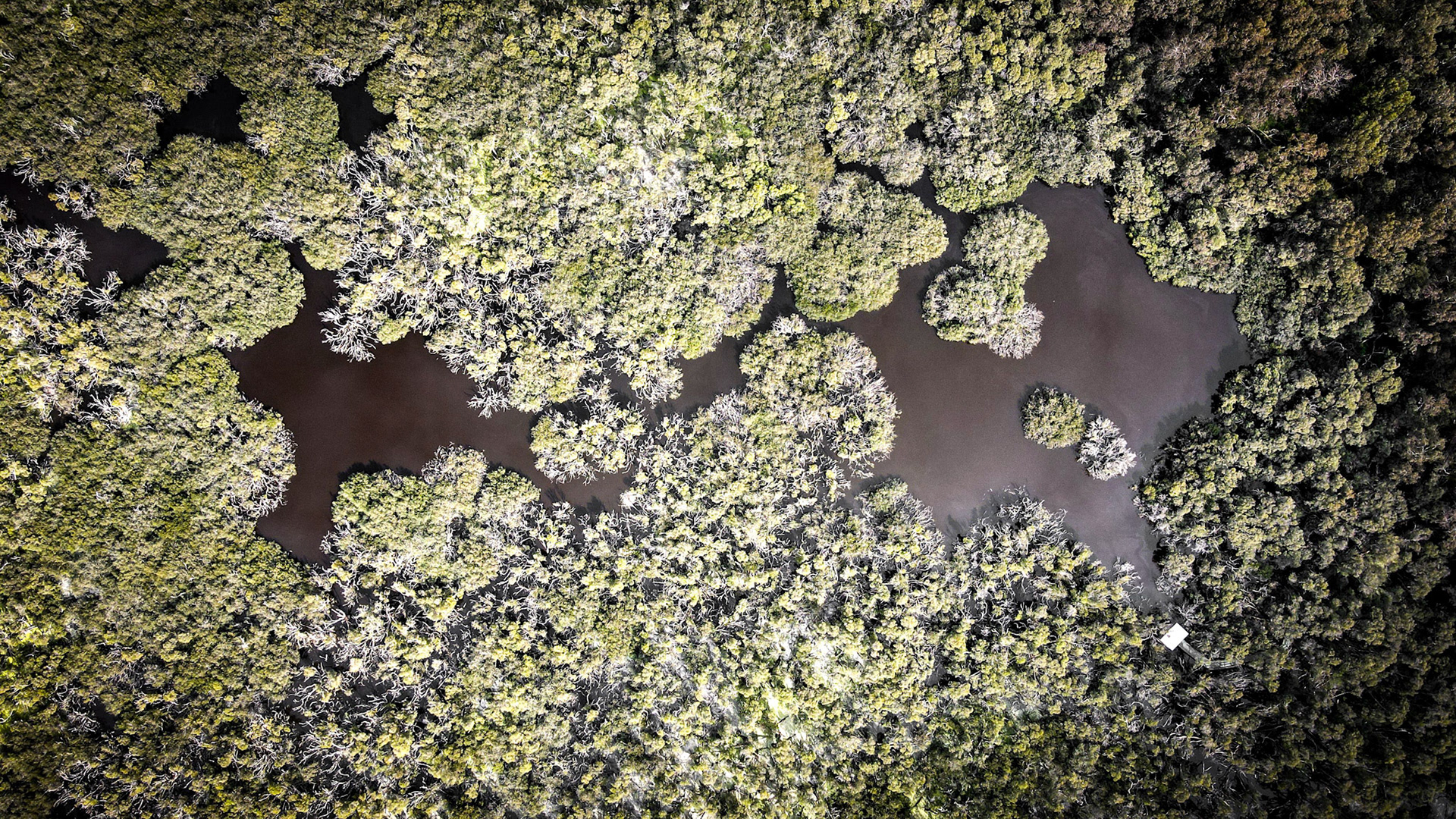 An impressive aerial shot capturing the intricate patterns formed by a dense mangrove forest. The image showcases the vibrant greens of the leaves contrasting with the brown waters winding through the trees. This stunning composition is ideal for showcasing the beauty of nature, environmental conservation, and biodiversity. Perfect for use in travel brochures, ecological reports, or as a backdrop for discussions around marine life and coastal ecosystems.