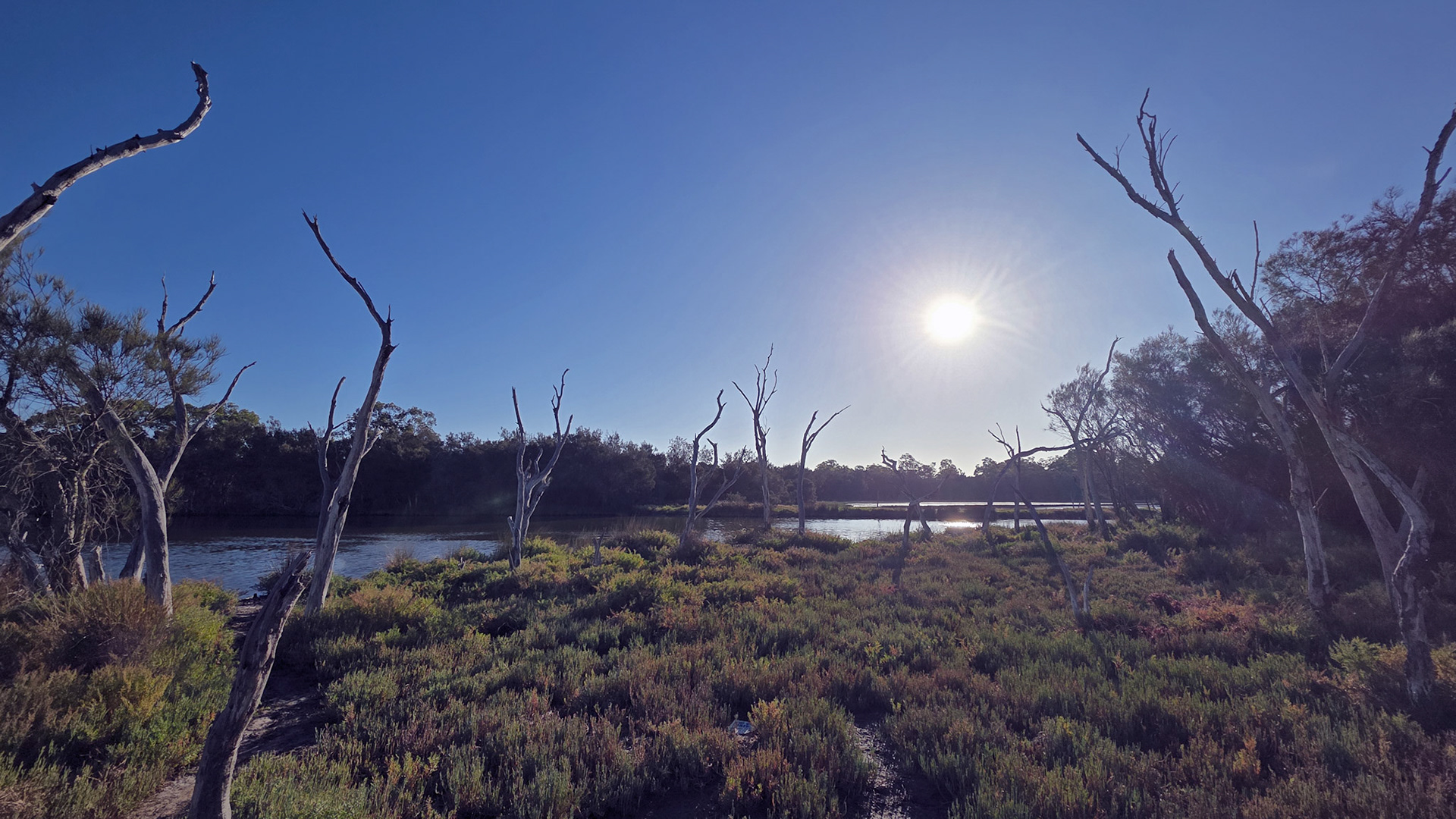 A wide, tranquil wetland stretches beside a calm waterway under a clear blue sky. Pale, leafless trunks rise like silhouettes from the salt-tolerant shrubs, while the low sun glitters on the water and casts long shadows across the marsh. A dense tree line frames the reflective channel, creating a serene yet slightly haunting scene.