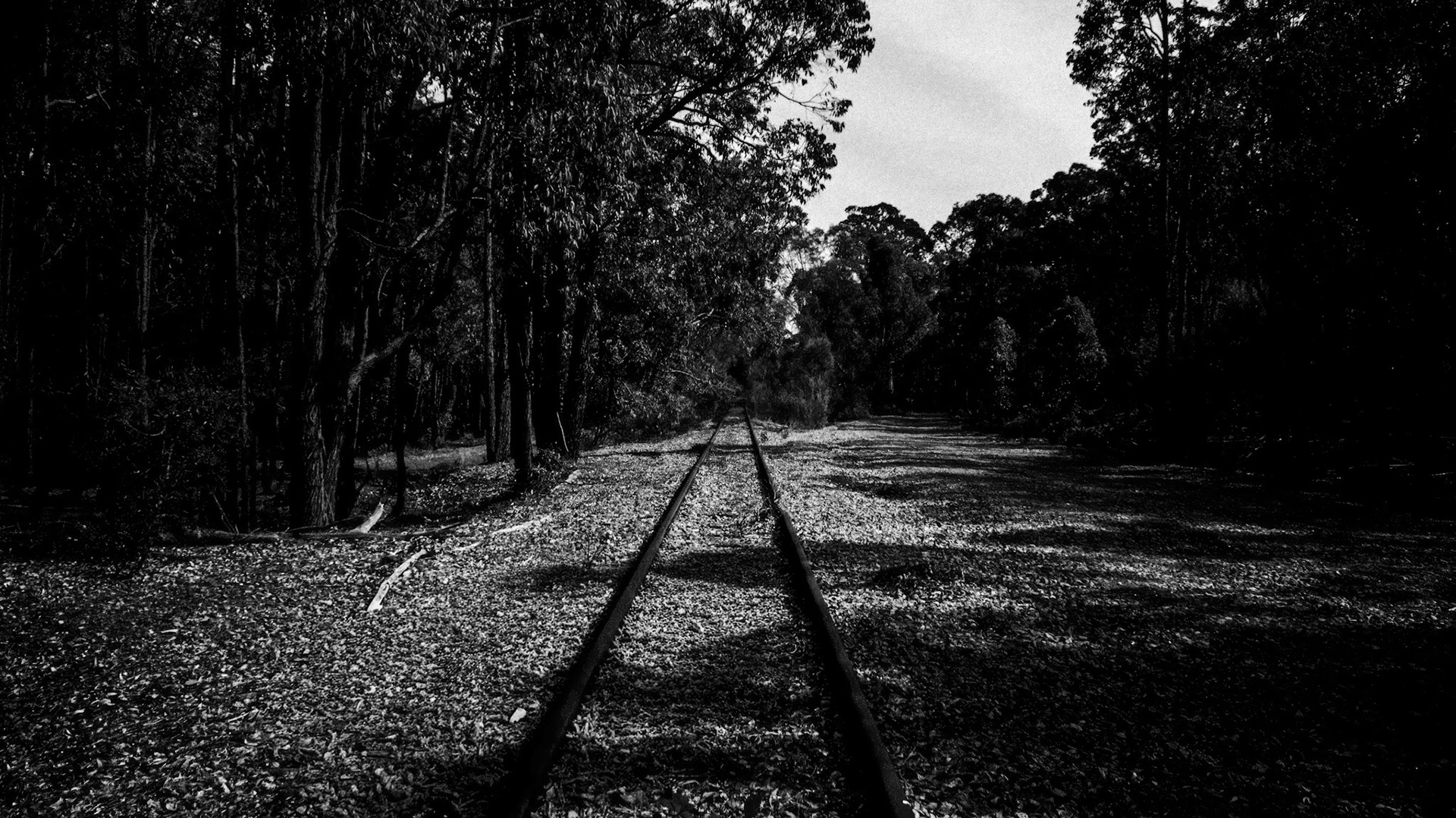Train tracks stretch into the distance through a dense forest. The ground is covered in rocks and leaves. The trees provide shade over the tracks as morning light filters in.