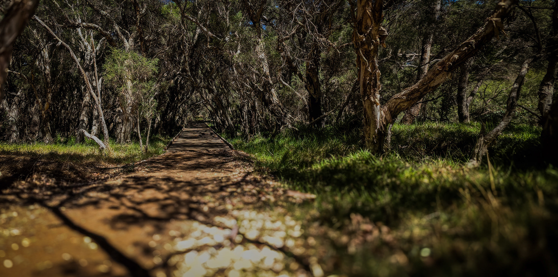 A narrow wooden boardwalk stretches straight into a dense grove where gnarled trunks lean inward, creating a shadowy tunnel overhead. Sunlight filters through the canopy, casting dappled patterns across the path. Lush grasses and low undergrowth flank the walkway, and the strong perspective pulls the eye toward a distant vanishing point, evoking a quiet, secluded mood.