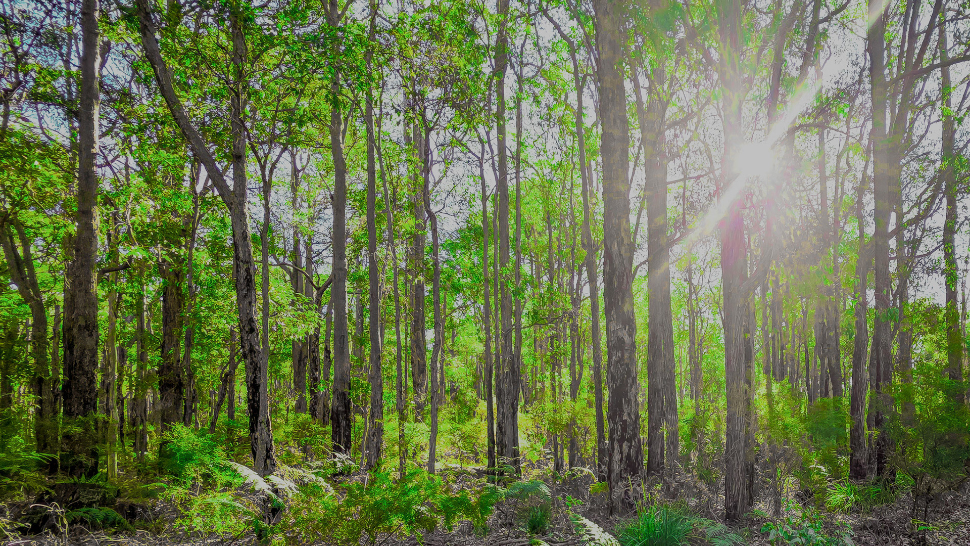 A dense, sunlit forest of tall, slender trunks and a vibrant green canopy. Rays of sunlight filter through the leaves, lighting up ferns and low shrubs on the forest floor. The scene feels tranquil and inviting, with a soft clearing leading deeper into the woods.
