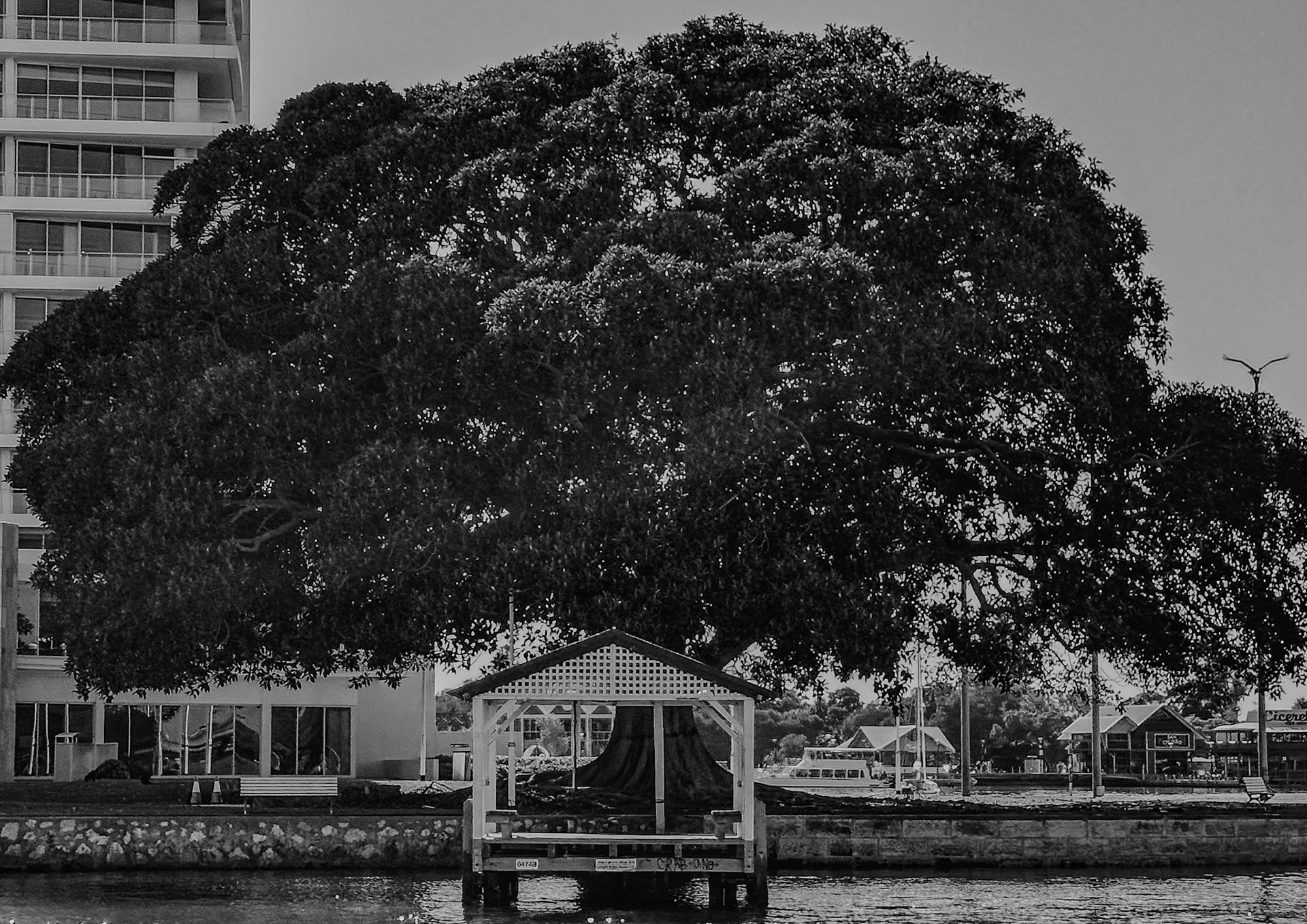A black-and-white waterfront scene with a massive, spreading tree dominating the view. In front of it stands a small white gabled jetty or pavilion over calm water. A modern apartment building rises on the left, while low shops line the opposite shore. Benches, a stone seawall, scattered clouds, and a lone bird above the canopy create a quiet, serene atmosphere.