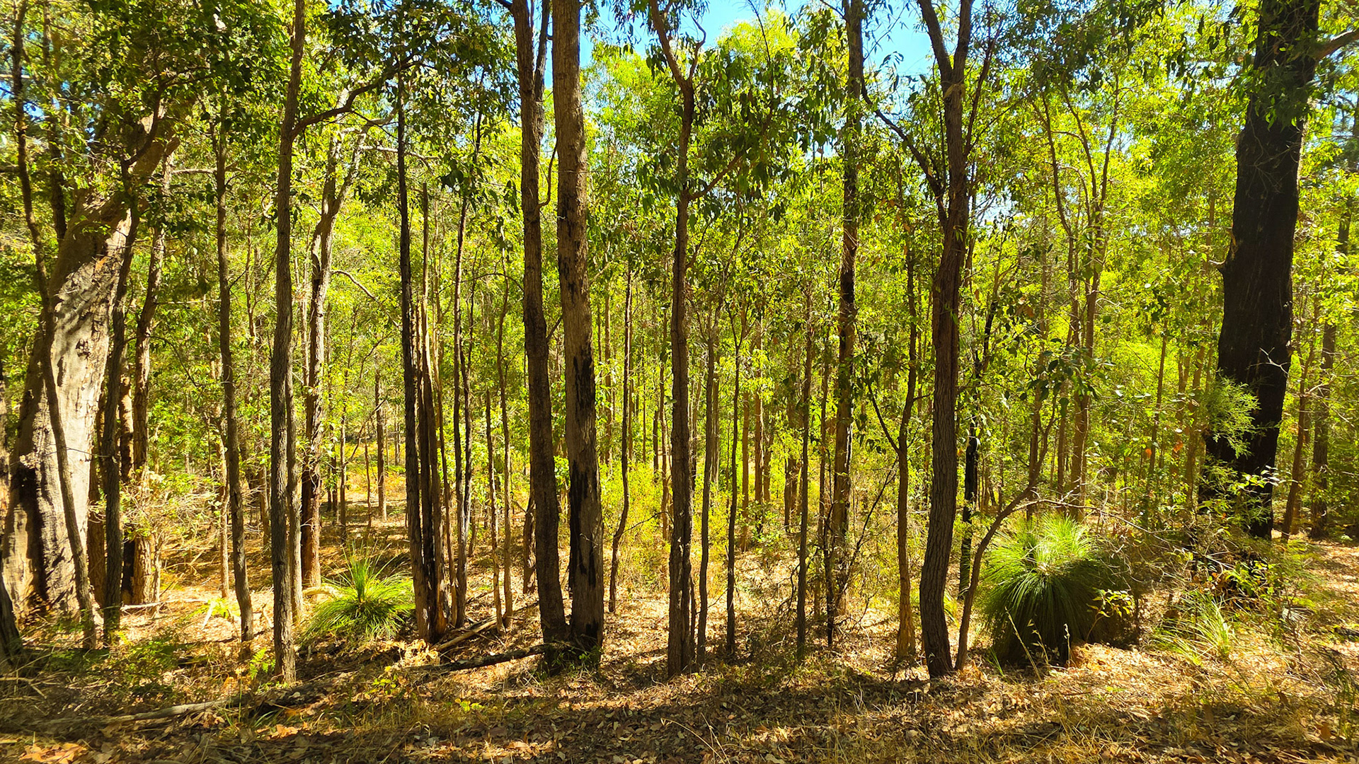 An open eucalypt woodland bathed in bright midday sun. Tall, slender trunks rise from a leaf-littered floor, with spiky grasstrees scattered among low shrubs. Dappled light filters through fresh green foliage, creating a calm, inviting bushland scene.