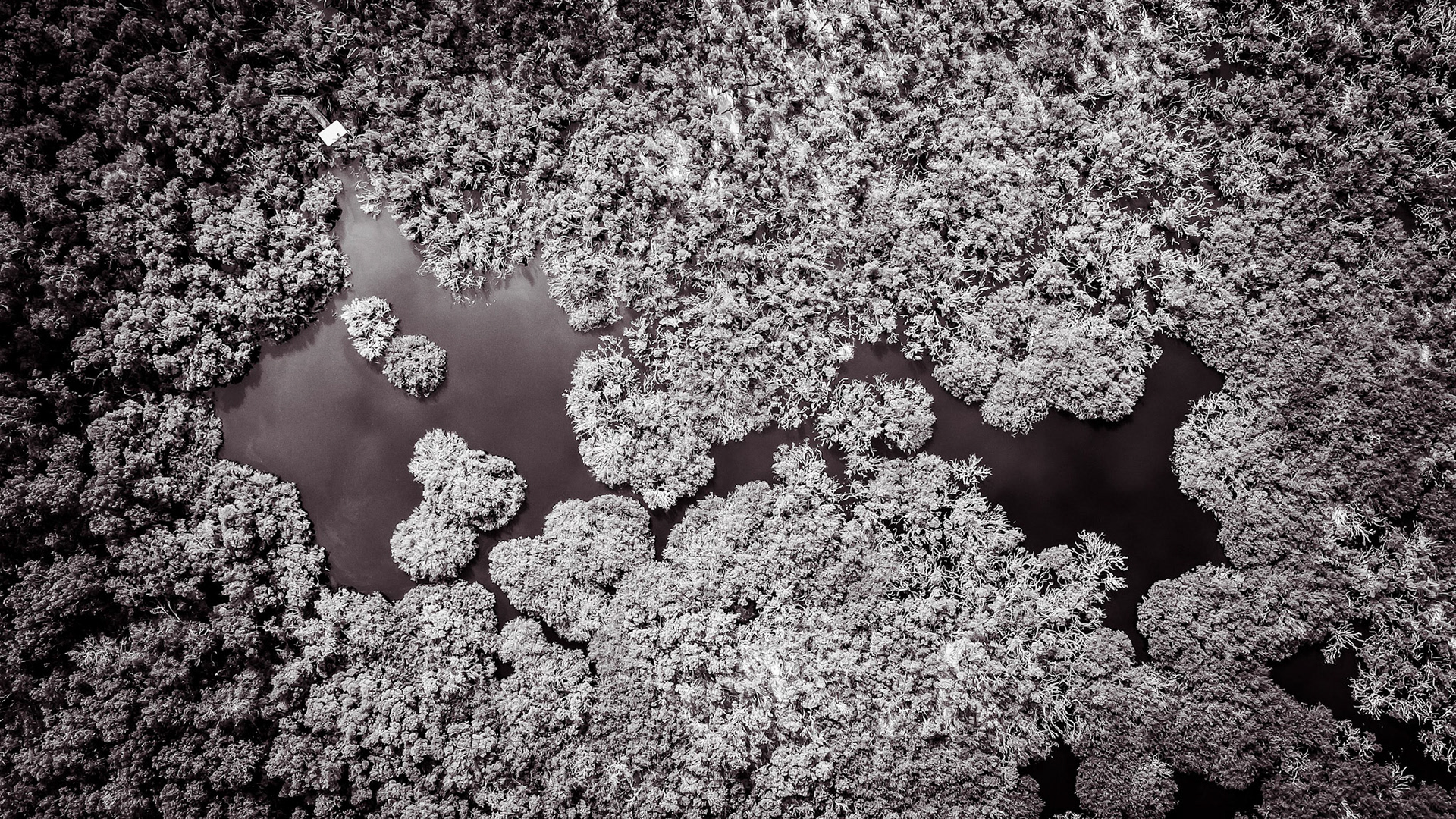 This captivating aerial image showcases a serene wetland landscape, highlighted in striking monochrome tones. Dense clusters of trees encircle winding water bodies, creating an intricate pattern that draws the viewer's eye. The contrast between the light and dark shades enhances the textures of the foliage and water, evoking a sense of tranquility and natural beauty. This image is perfect for projects related to nature conservation, environmental awareness, and outdoor exploration.