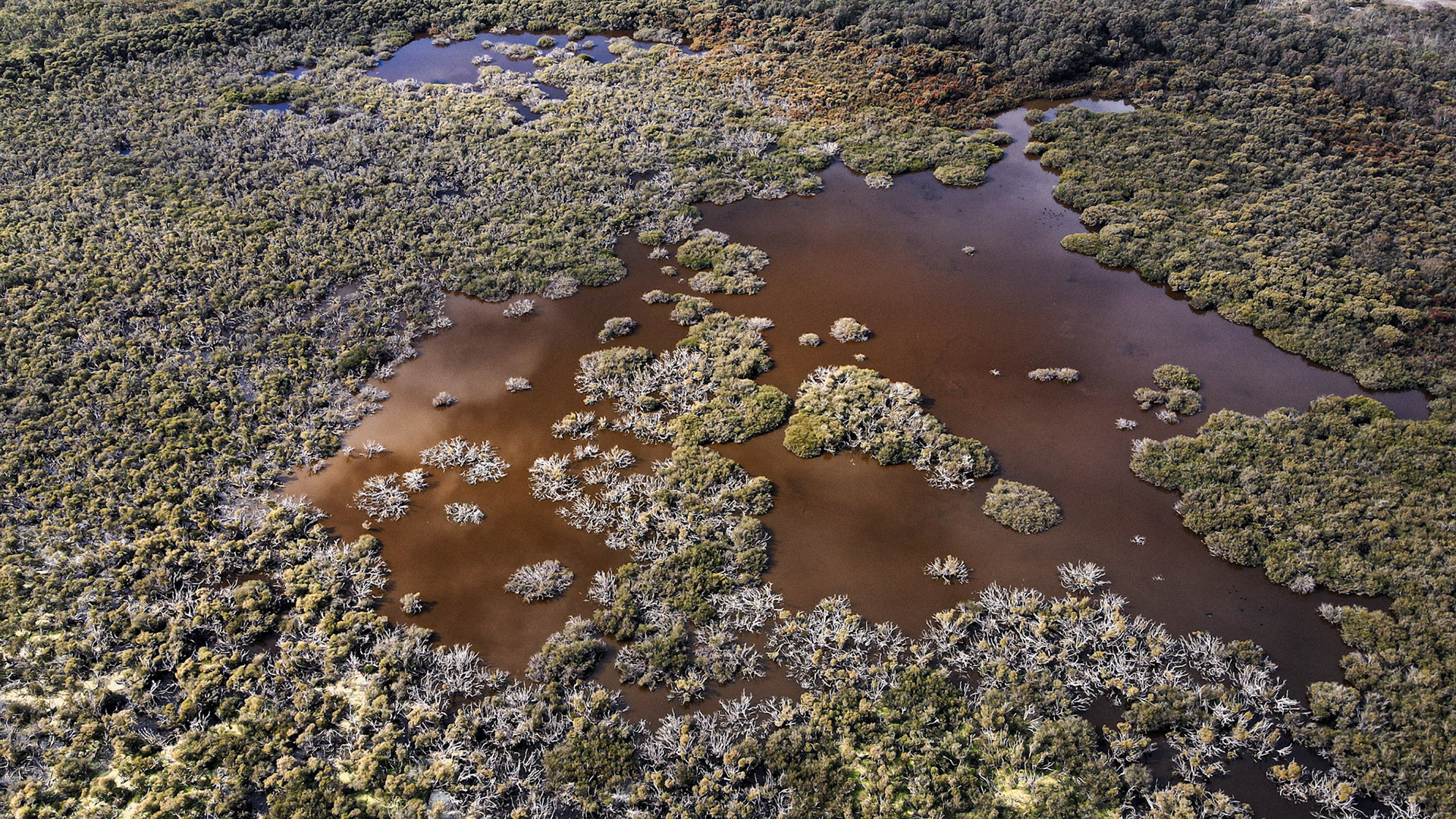 This stunning aerial stock image captures an expansive wetland teeming with life and vibrant greenery. The intricate patterns of the waterway weave through clusters of trees and shrubs, portraying the rich biodiversity of the ecosystem. The varying shades of green and brown provide contrast and depth, making this image ideal for any nature documentary, environmental project, or promotional content focused on conservation and natural beauty.