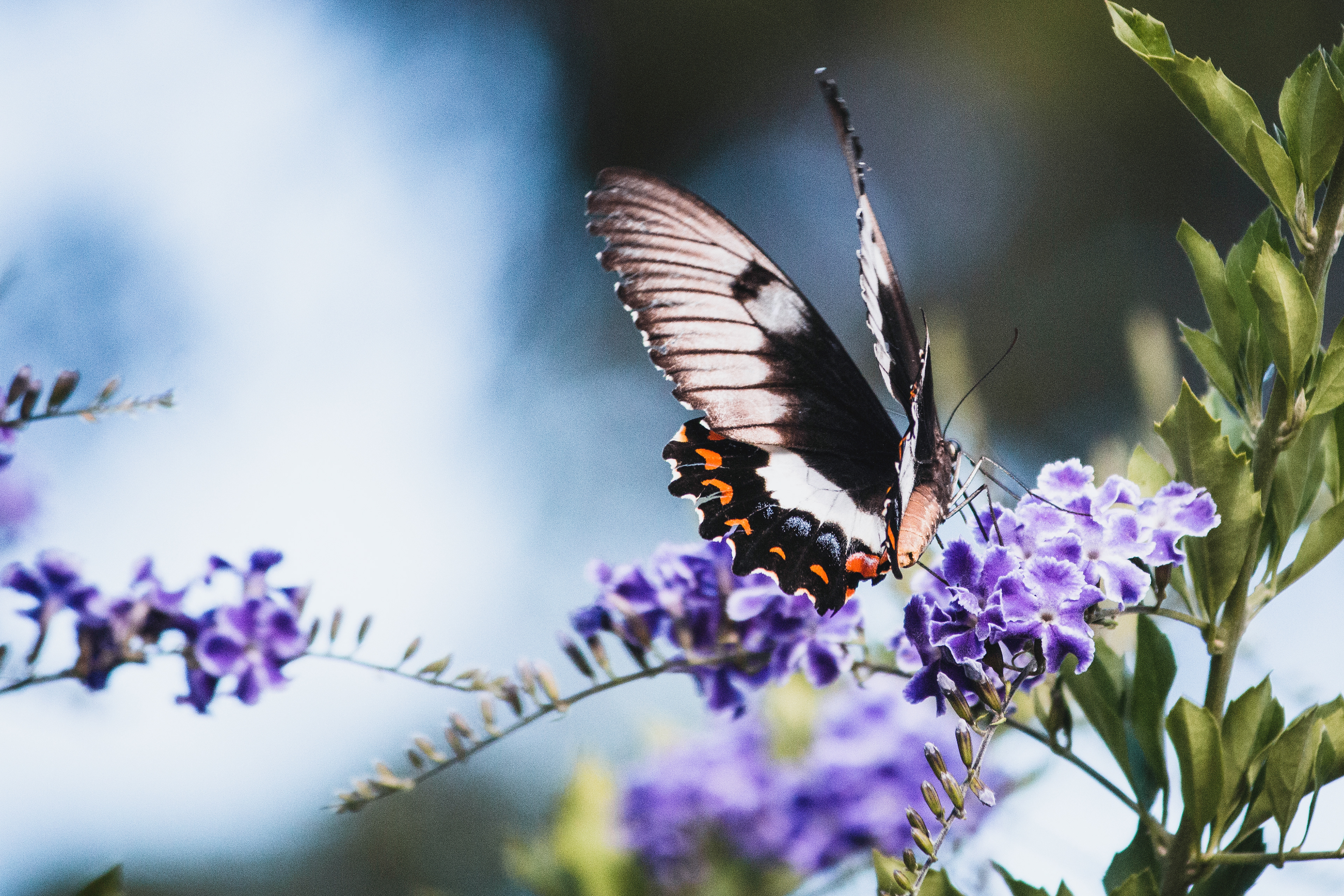 Papilio aegeus "Orchard Swallowtail." - Won ViewBug Spring '23 Award