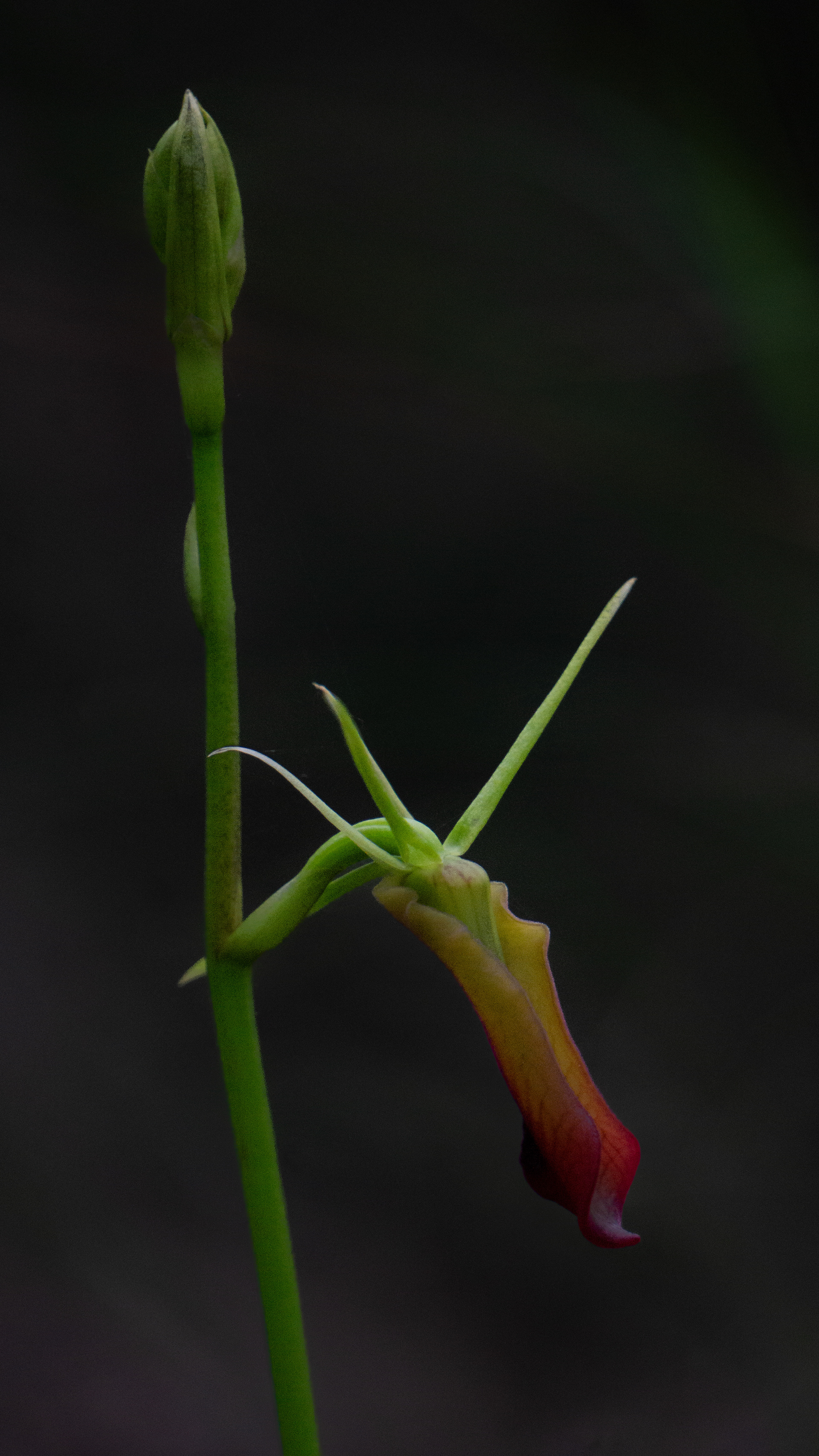 Cryptostylis subulata