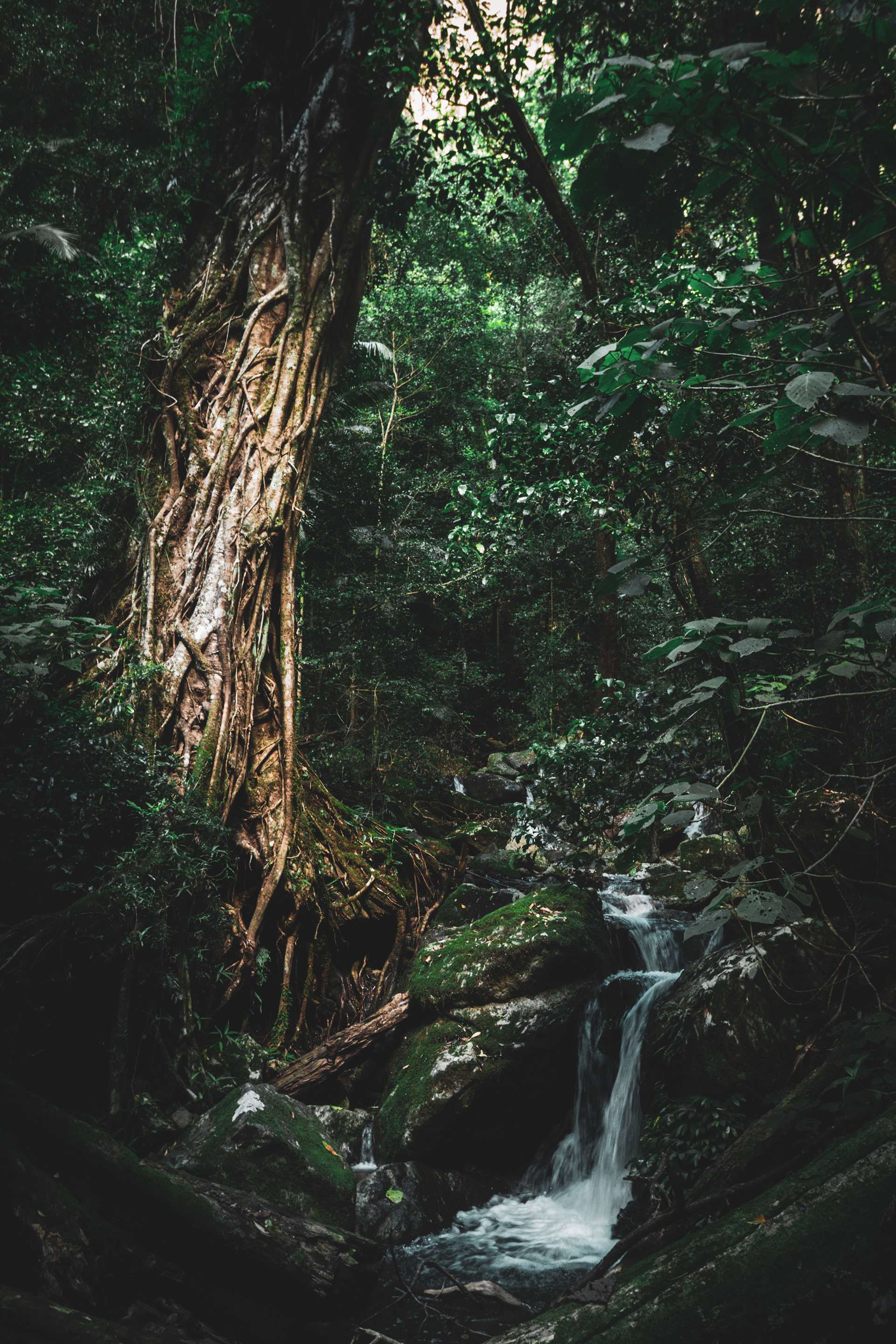 Springbrook National Park, QLD.