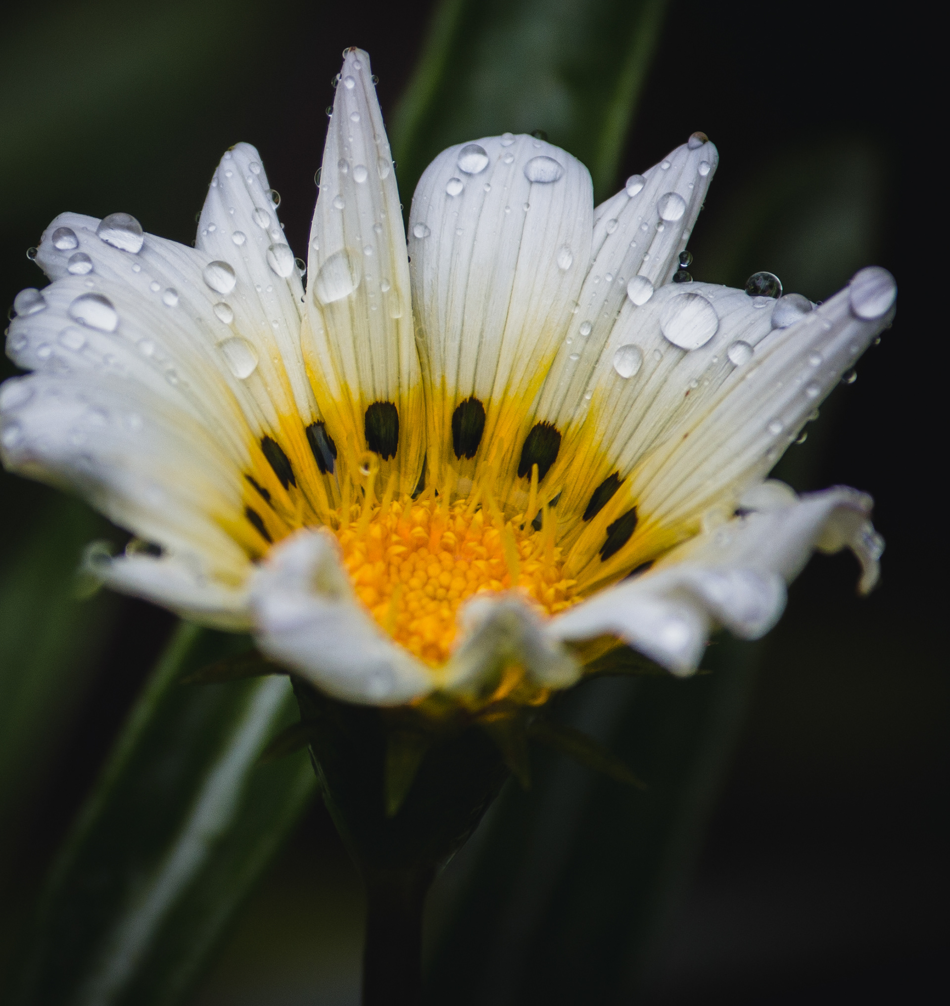 "Flower Power" - Won ViewBug Spring 2021 Award  