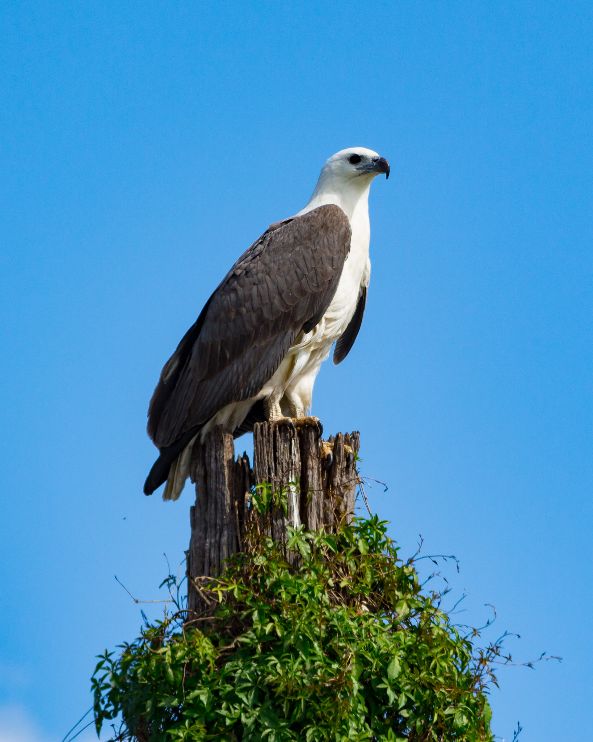 White Bellied Sea-Eagle