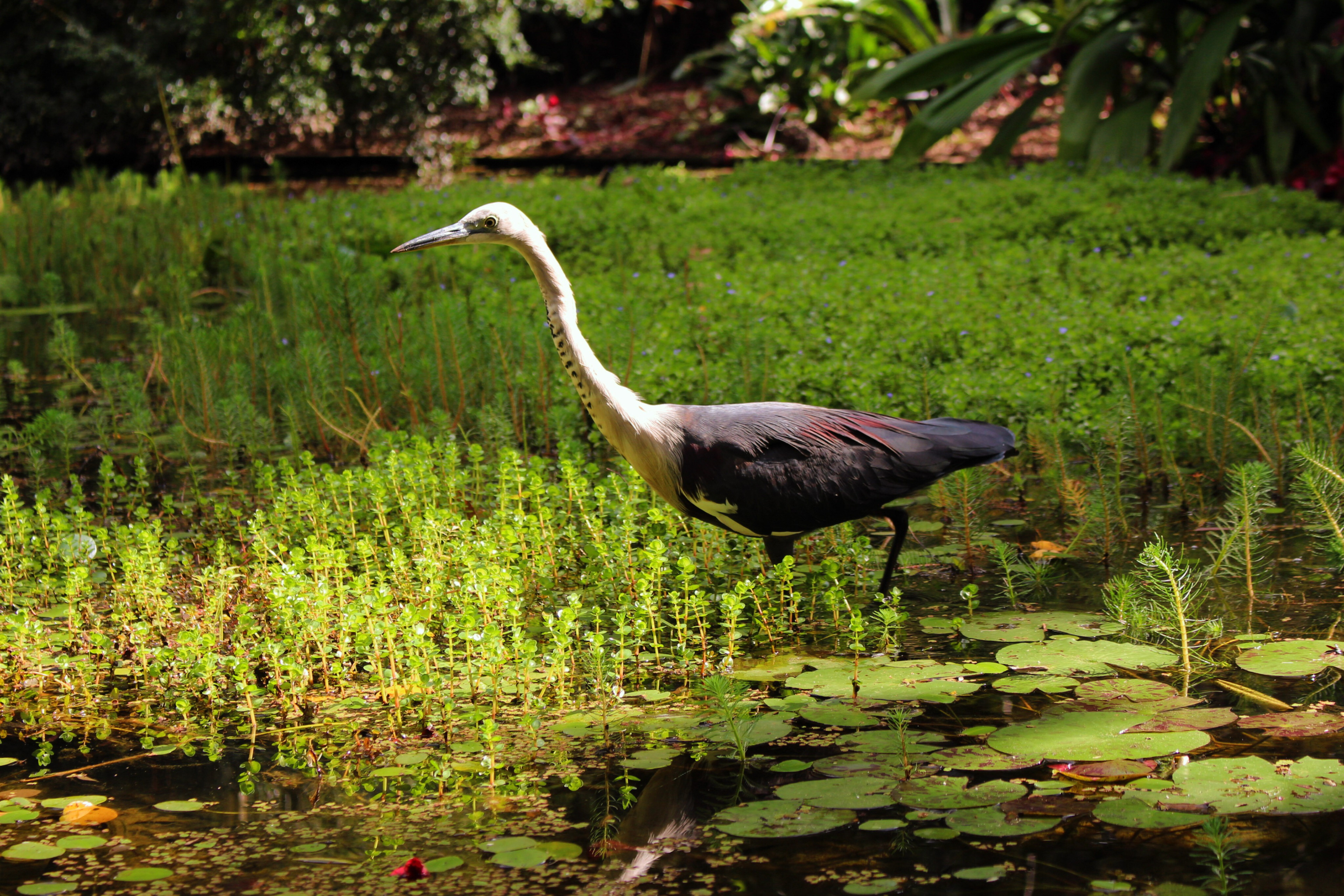 White-necked Heron