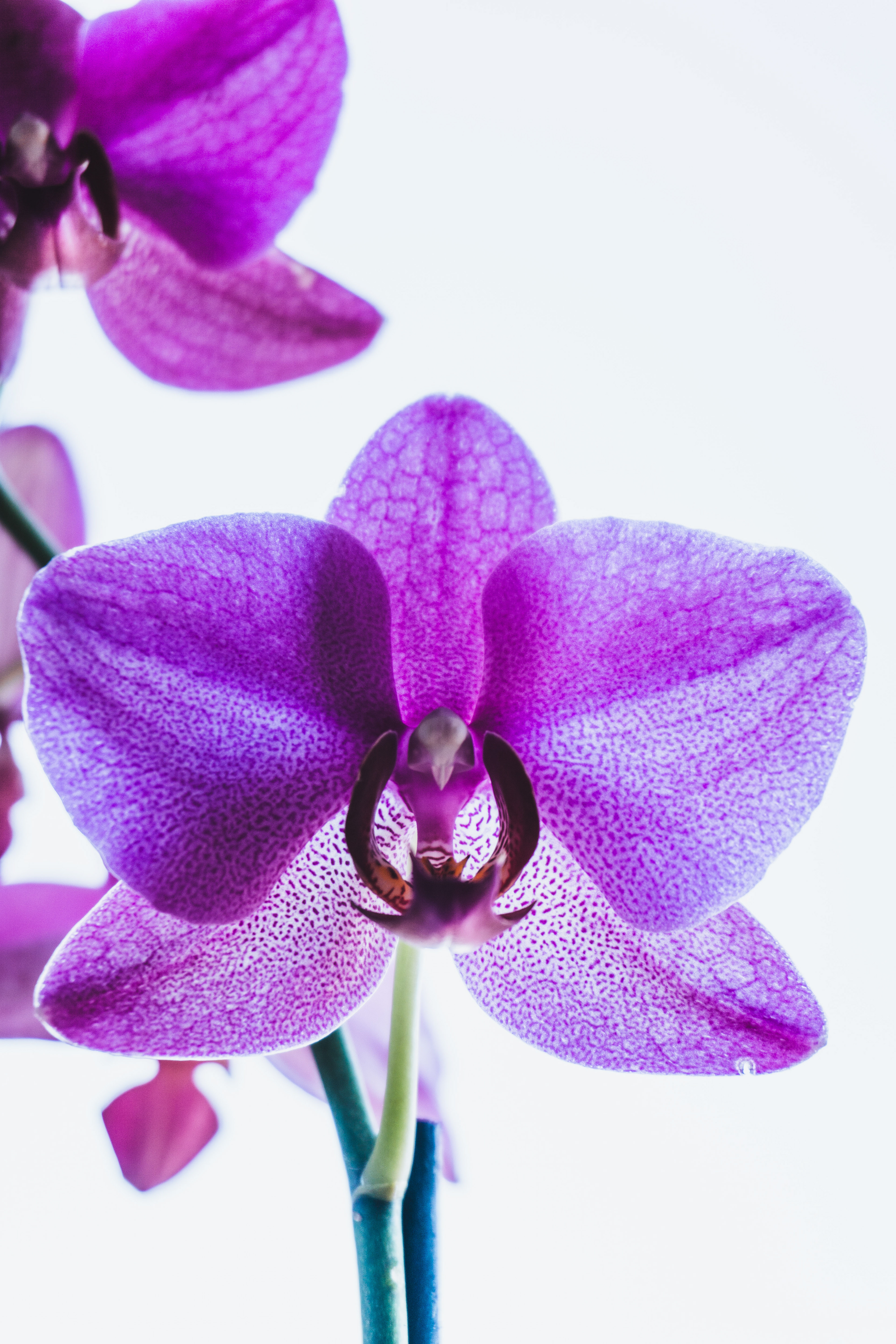 Phalaenopsis (Moth Orchid)