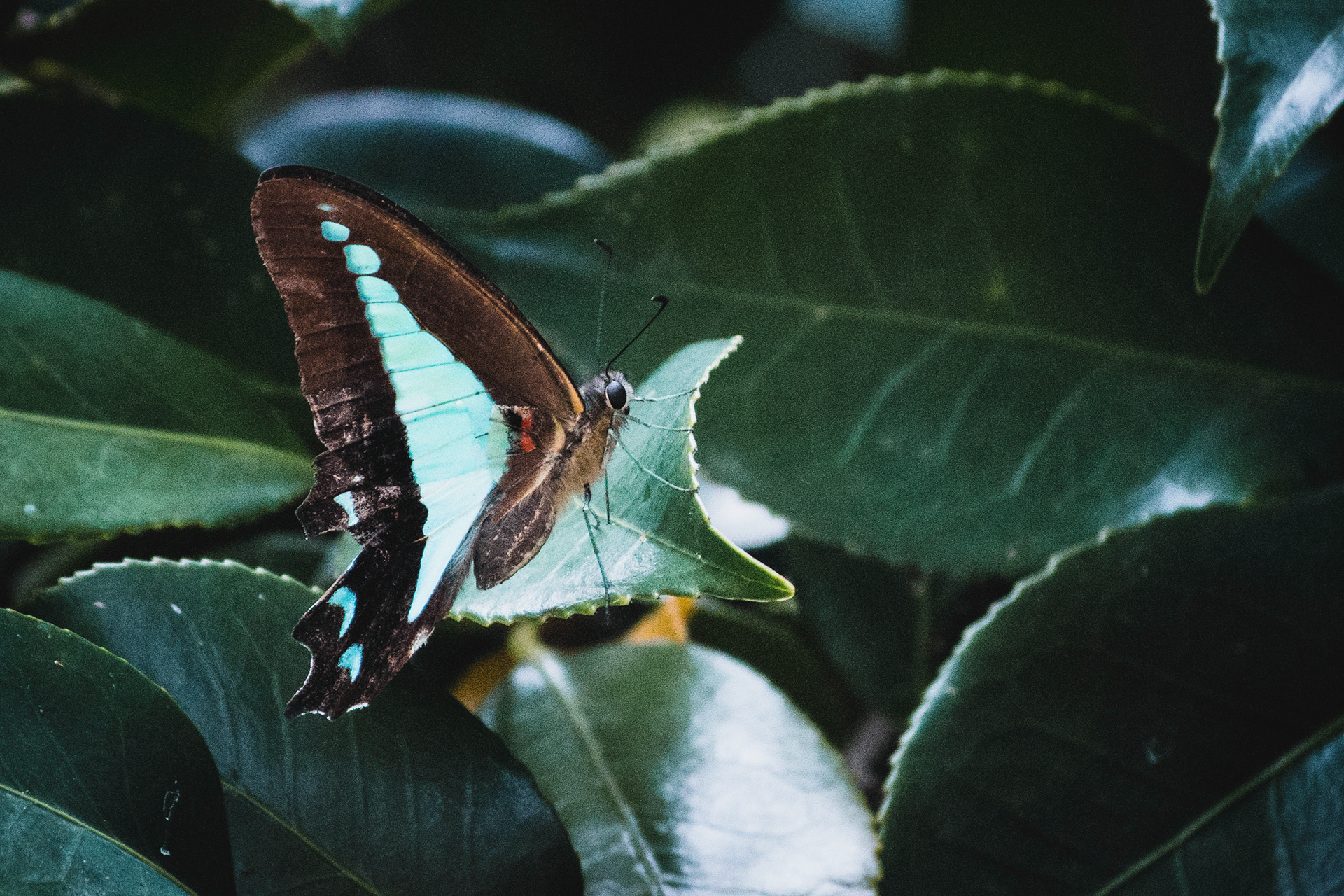 Graphium choredon "Blue Triangle" - Won ViewBug Aperture Award