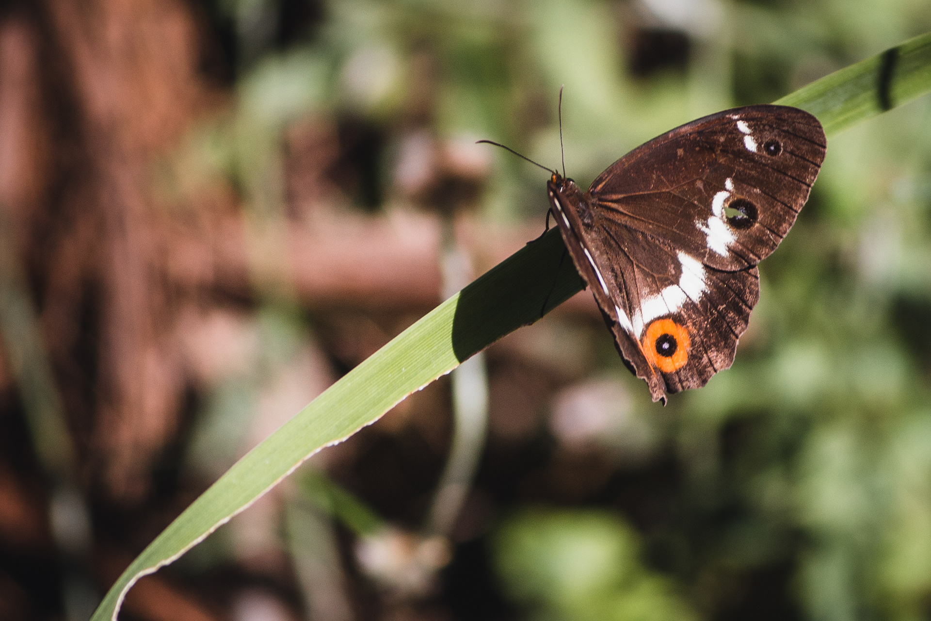 Tisiphone abeona, the "Swordgrass Brown" is a numphalid butterfly and is endemic to Australia.