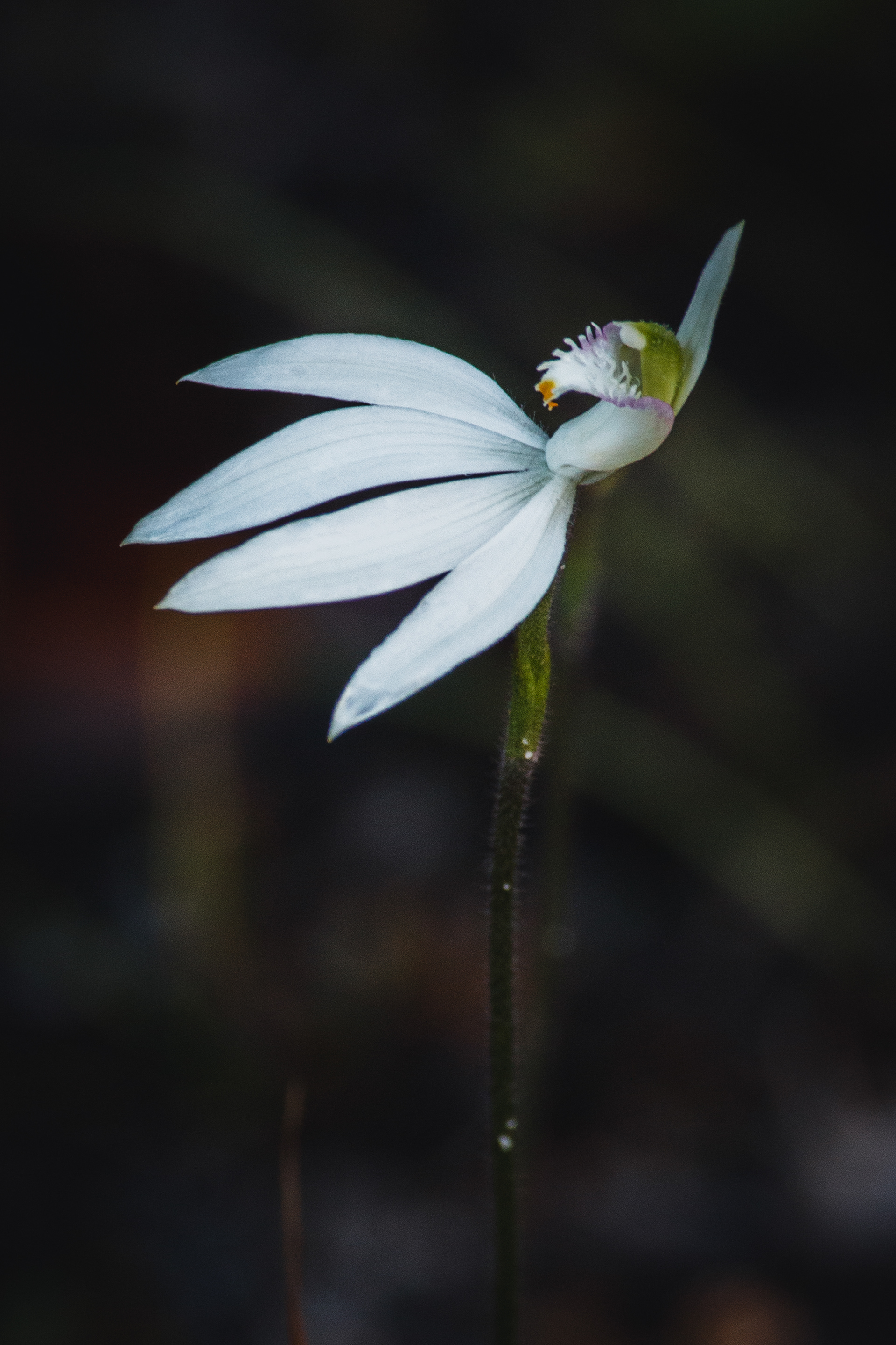 Caladenia catenata (Sm) Druce