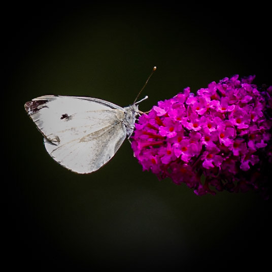 Small White Butterfly on Buddleja