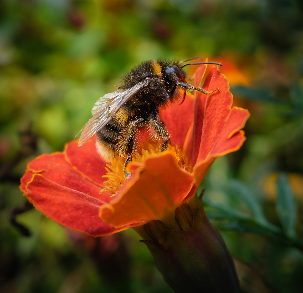 Bumblebee climbing out of marigold