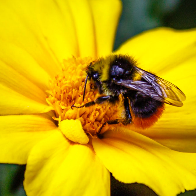 Marigold and Bee