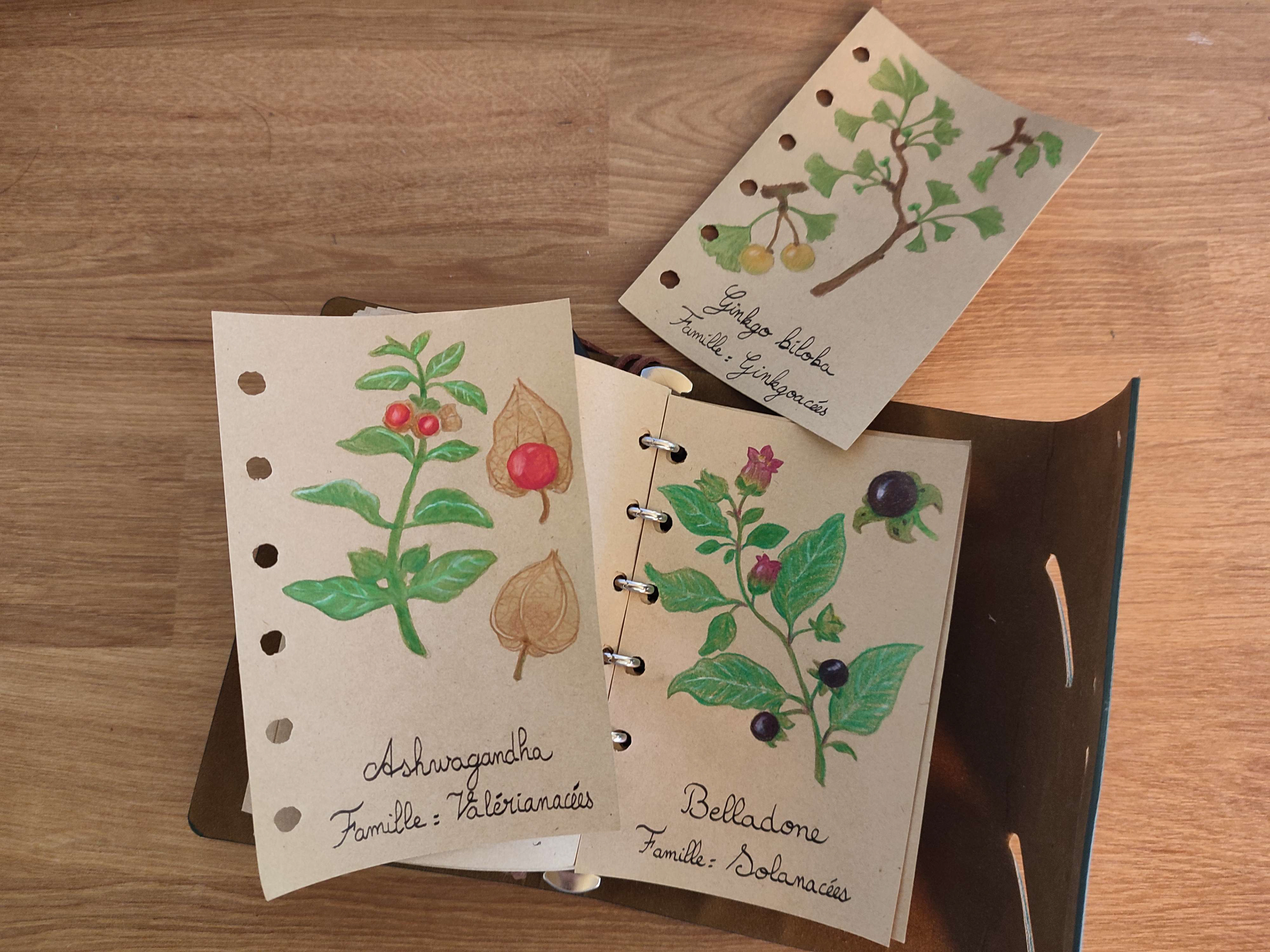 Herbier