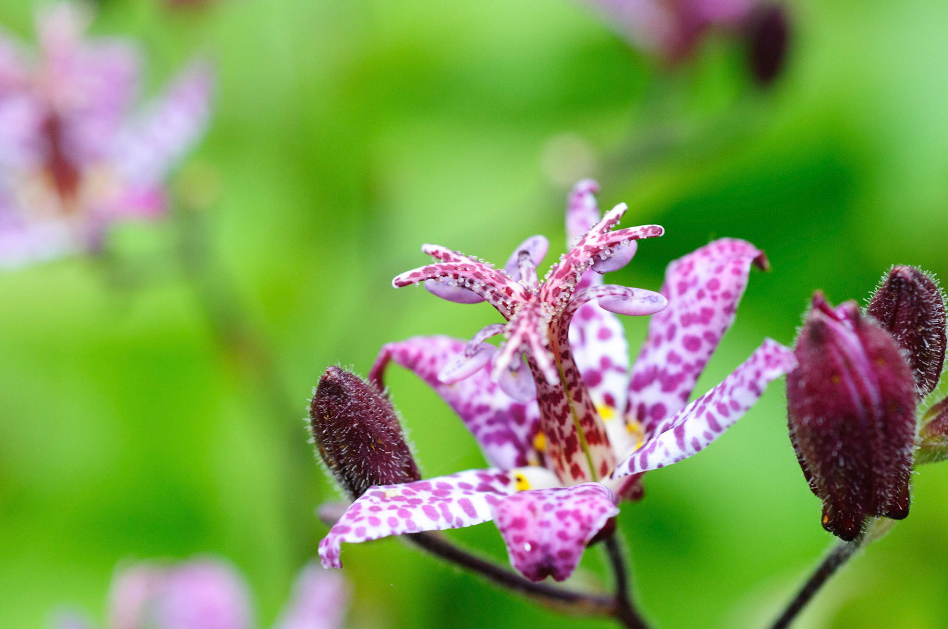 Branklyn Garden, Perth