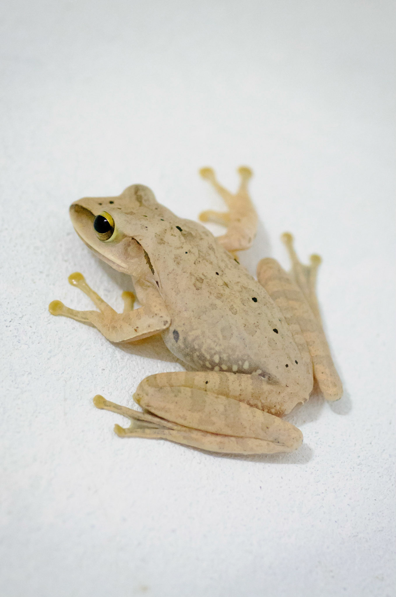 A frog on our bathroom wall