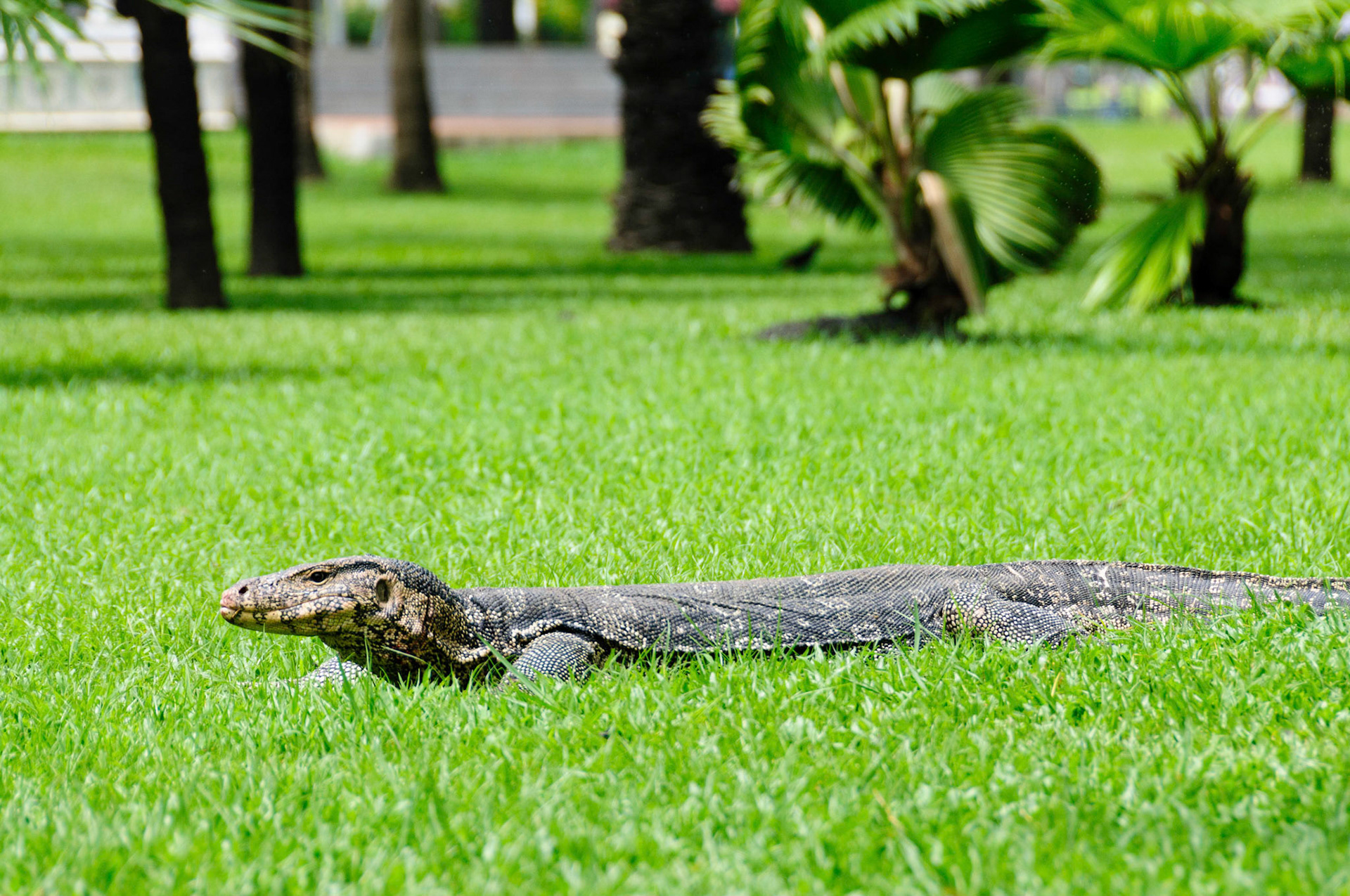 Lumphini Park, Bangkok