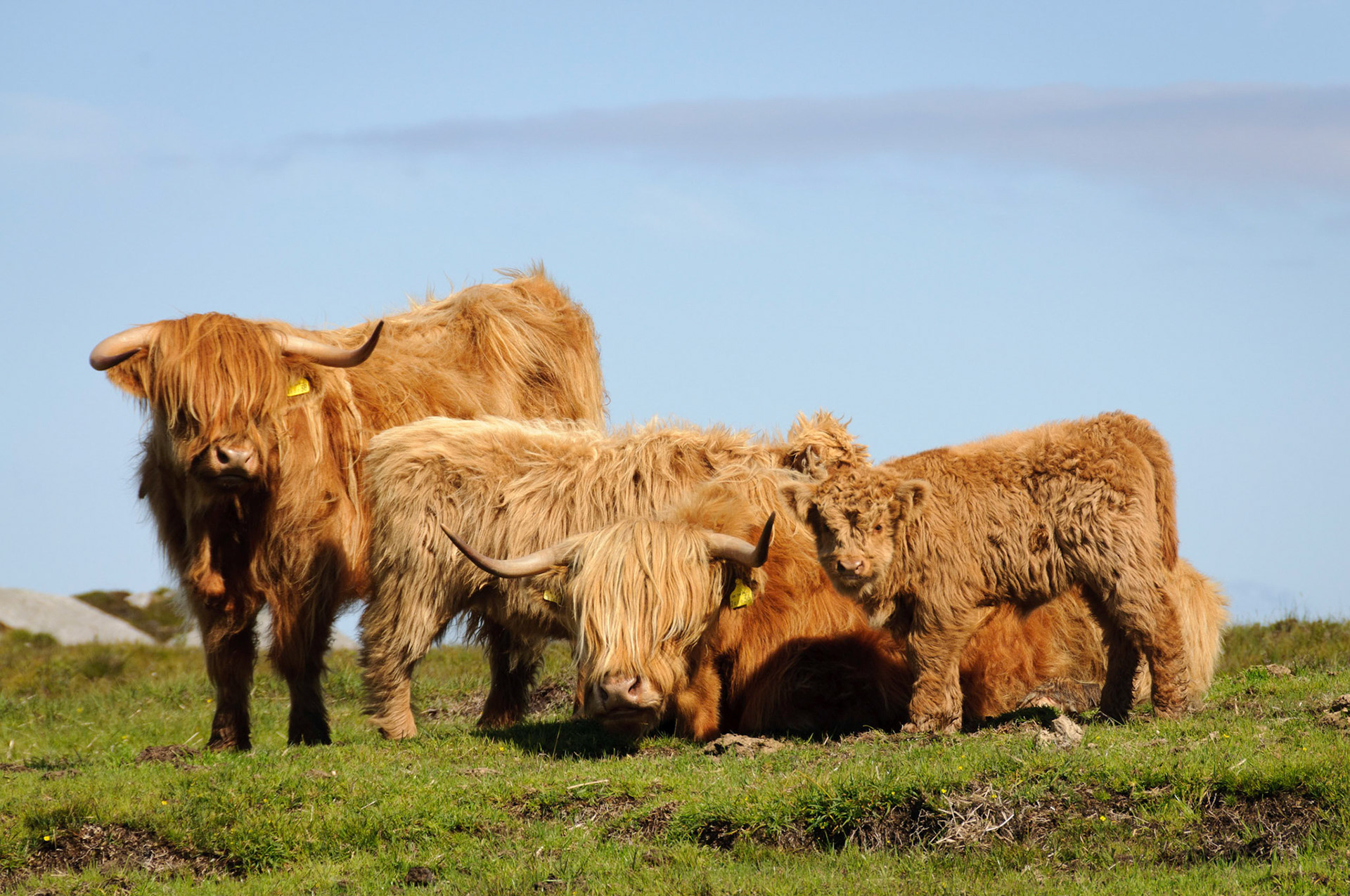 Baby highland cow and family.