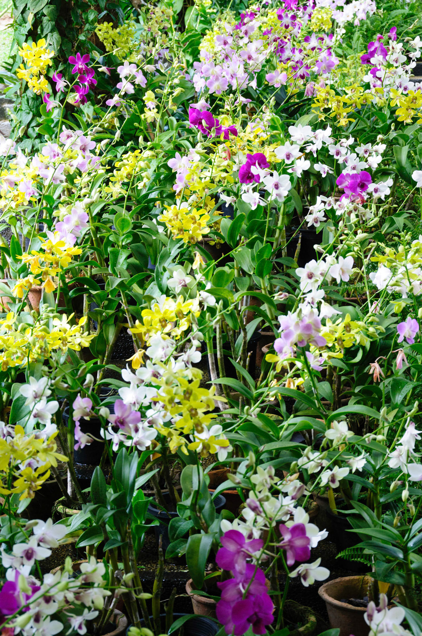 The Orchid Garden, Lake Gardens