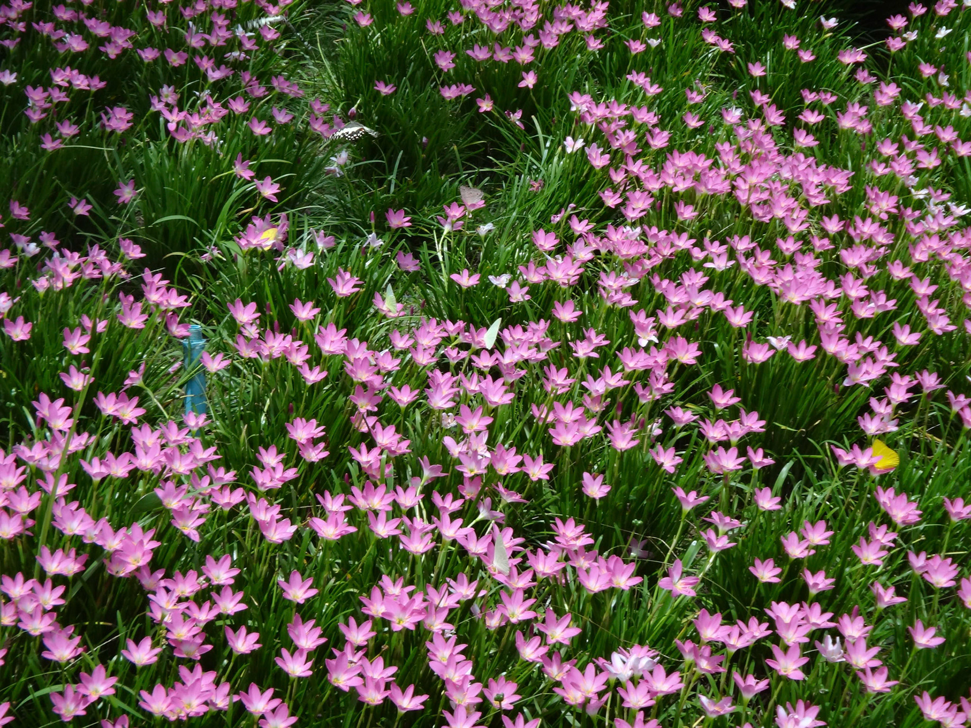 Flowers and butterflies in the grounds of KRCH