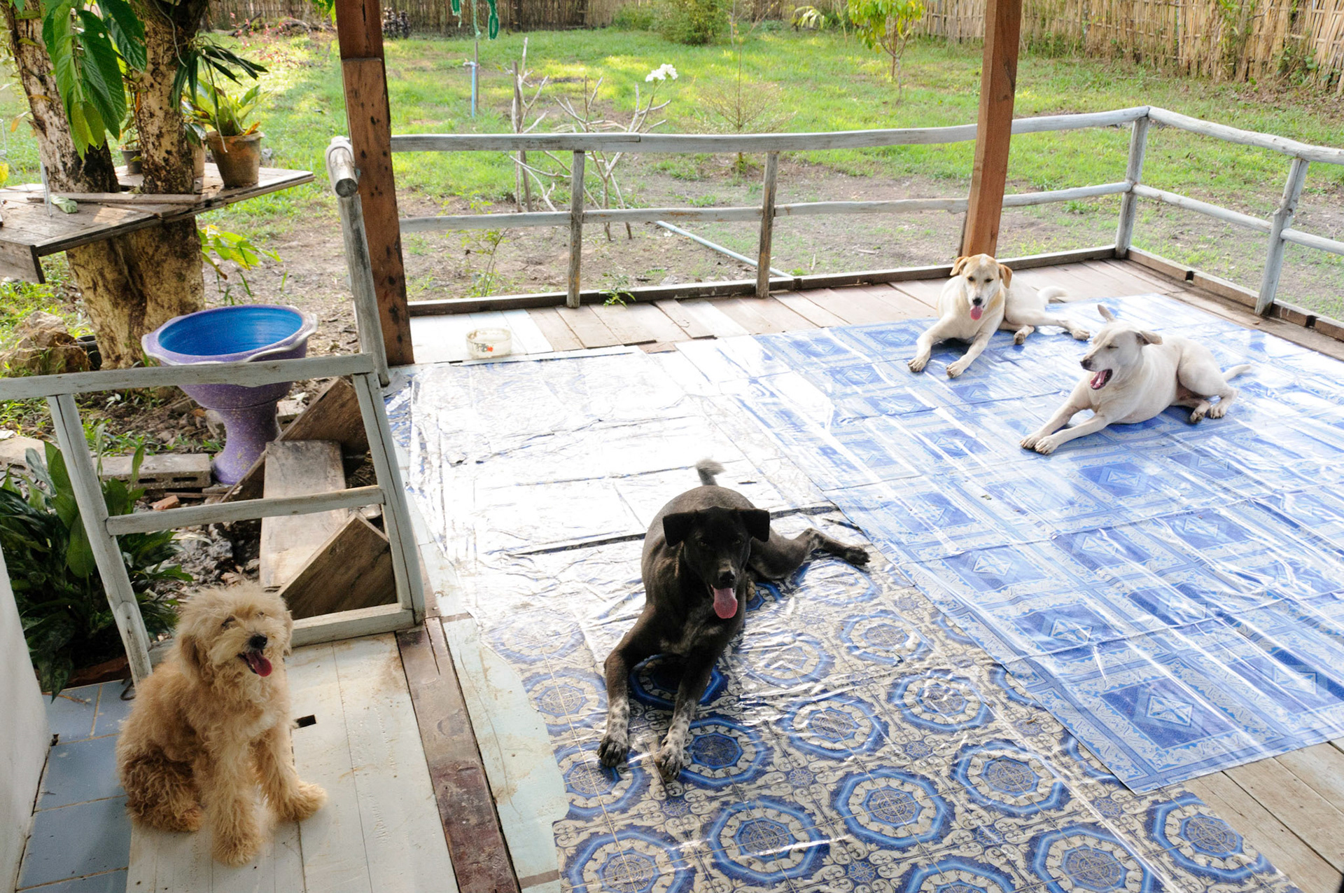 The dogs that adopted us!