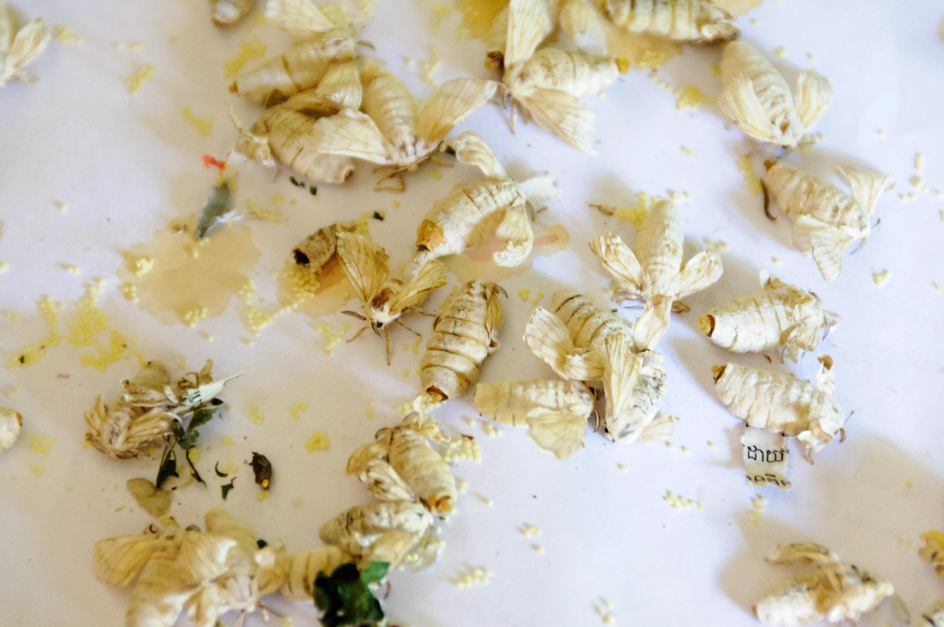 Artisans d'Angkor silk farm