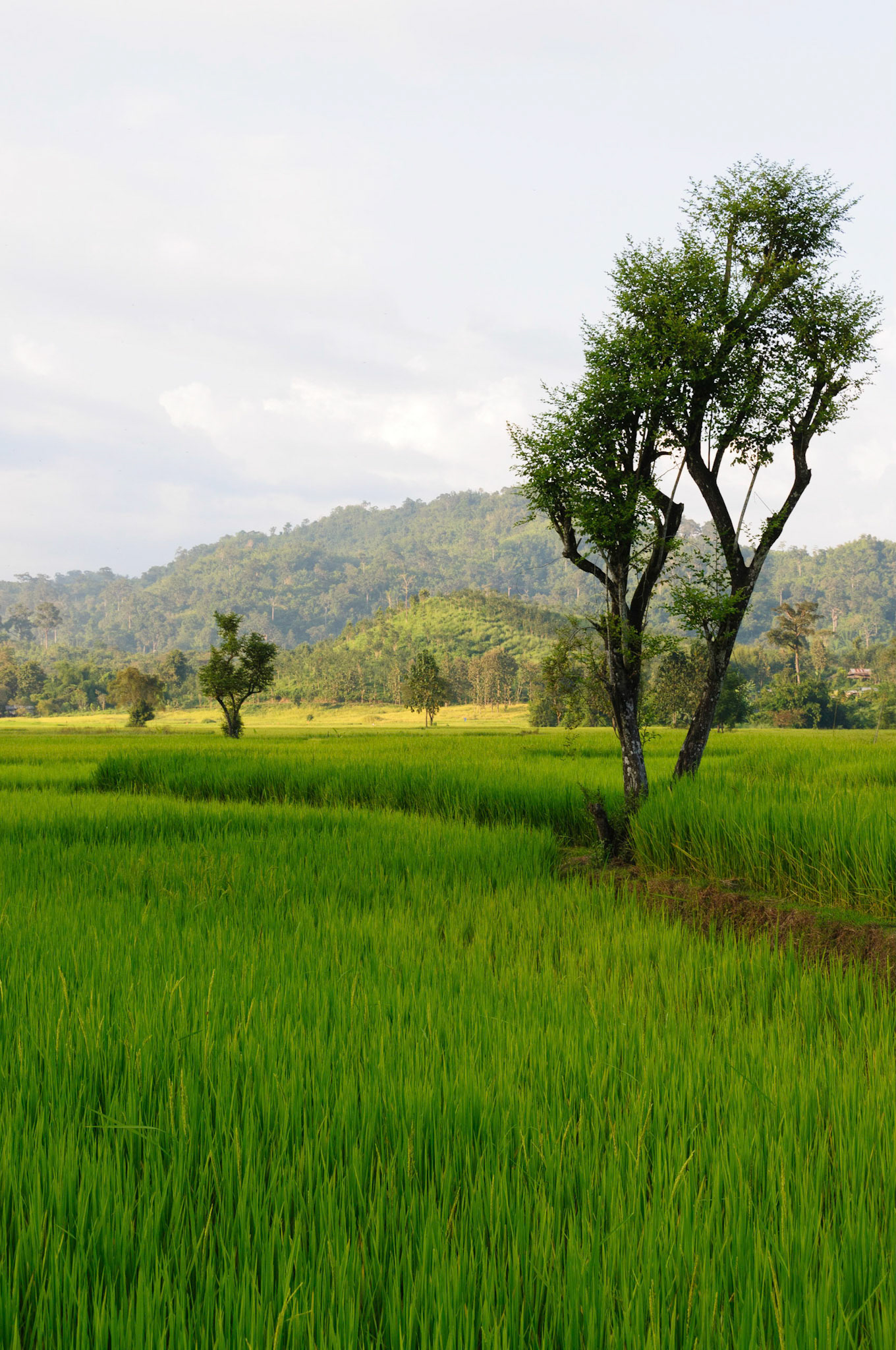 Rice fields around Huay Malai