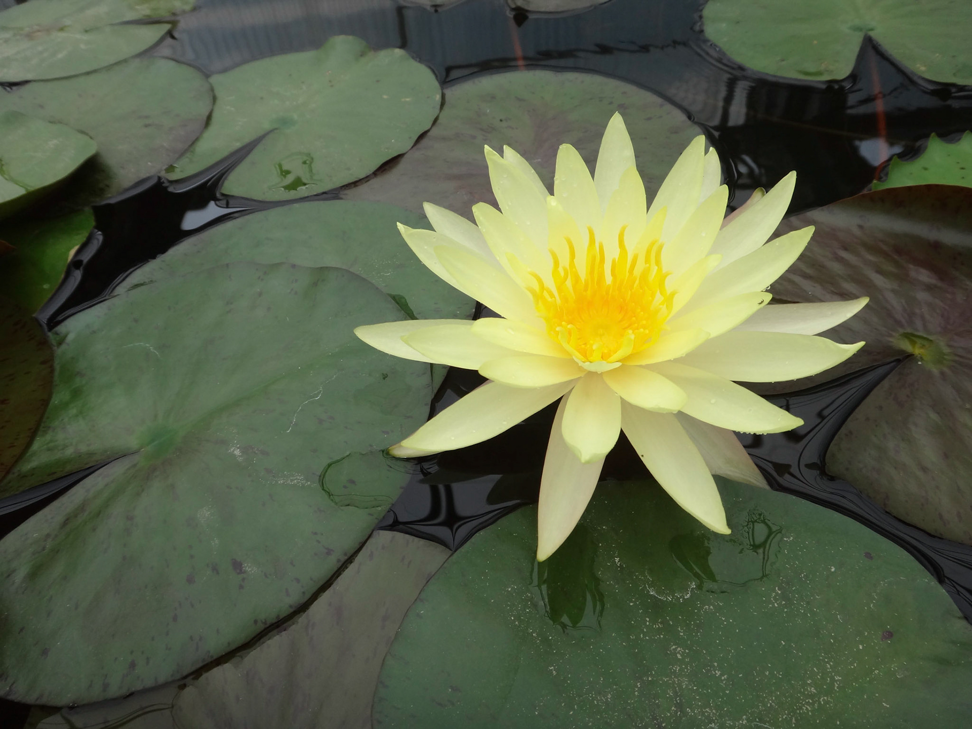 Queen Sirikit Botanic Garden, Chiang Mai
