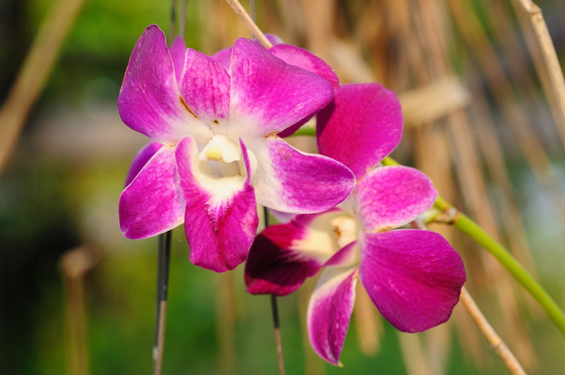 Orchids in our garden