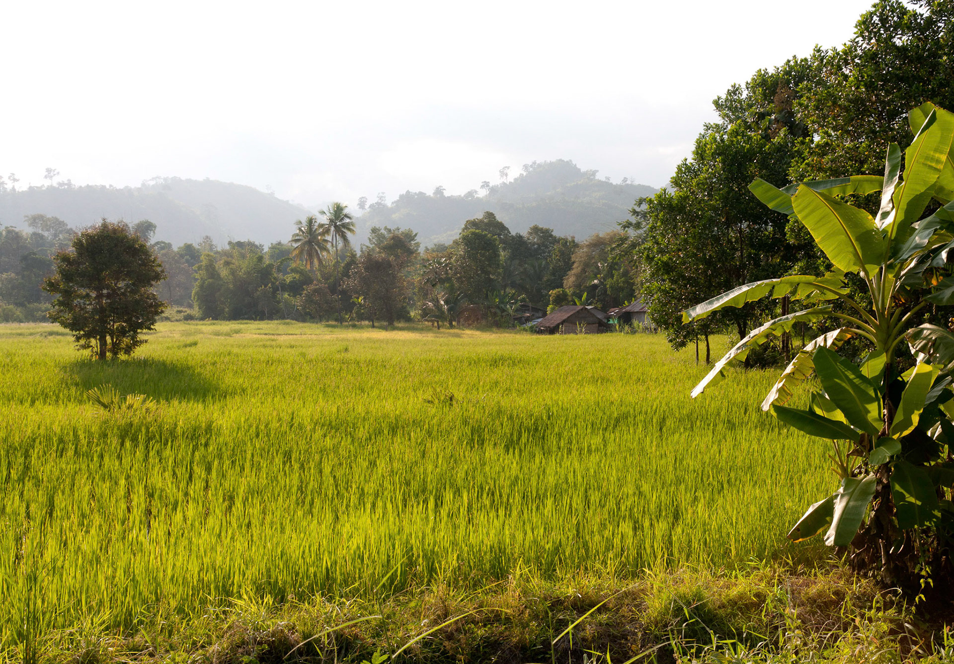 Rice fields around Huay Malai