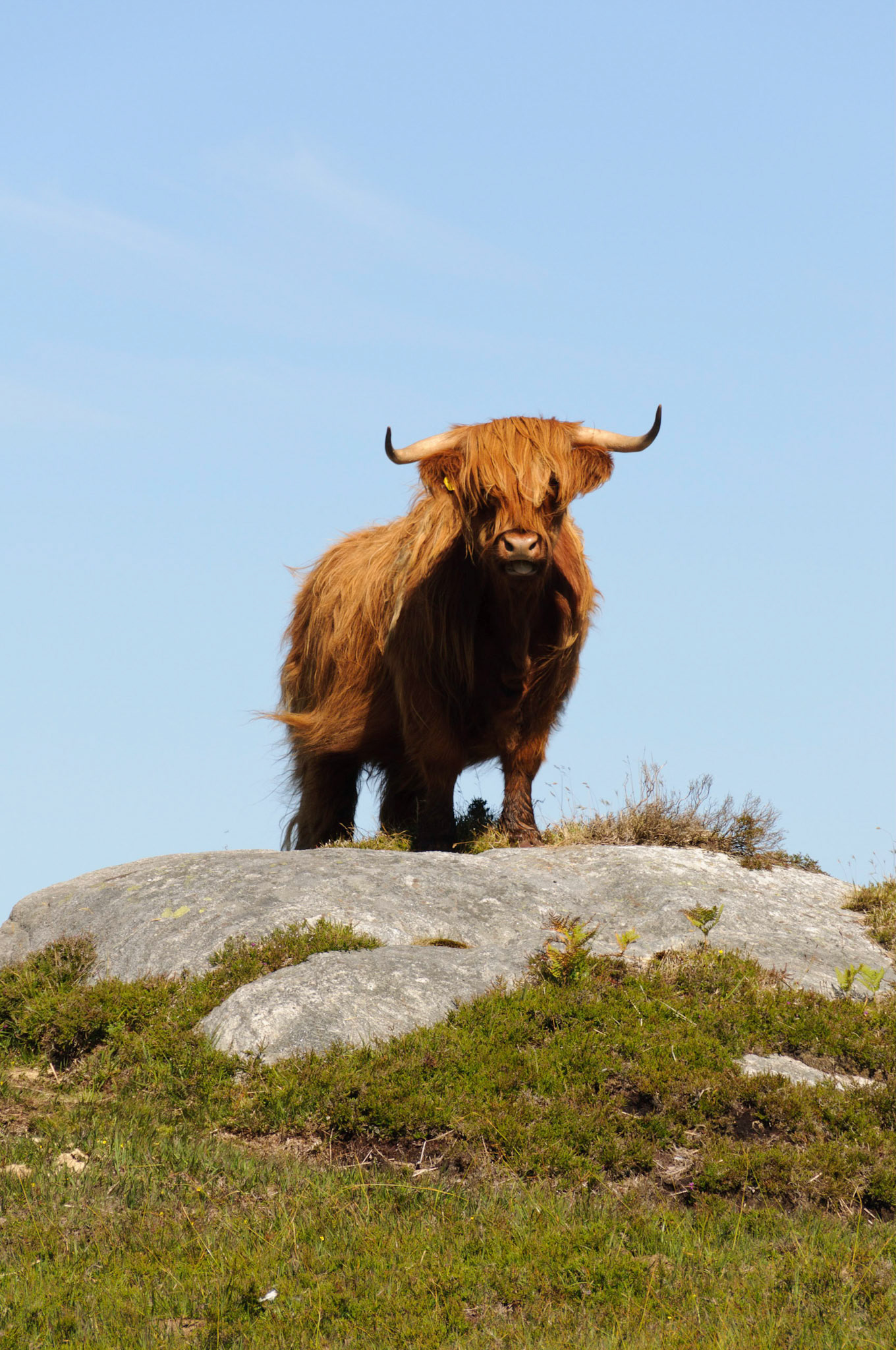 Do you think they know they look so cool?