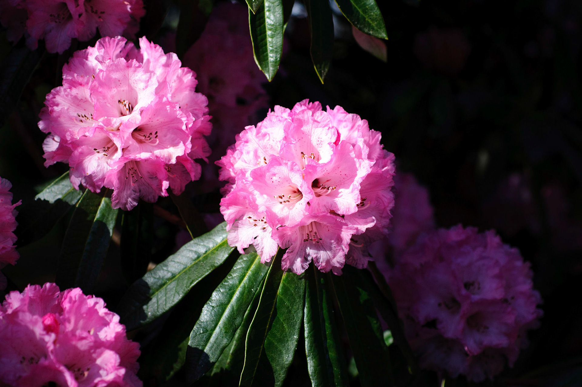 The gardens at Culzean Castle