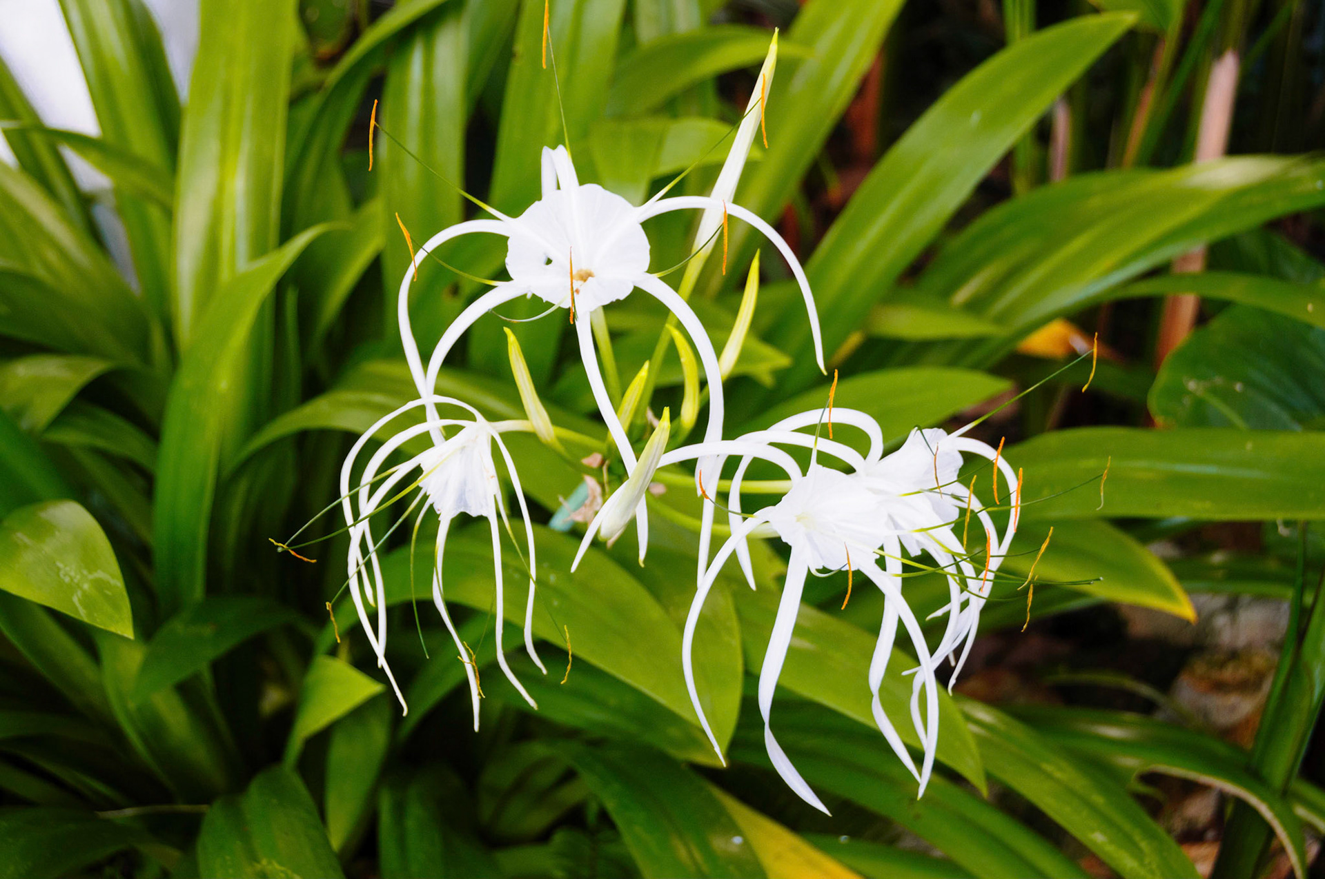 Ao Khlong Prao, Koh Chang