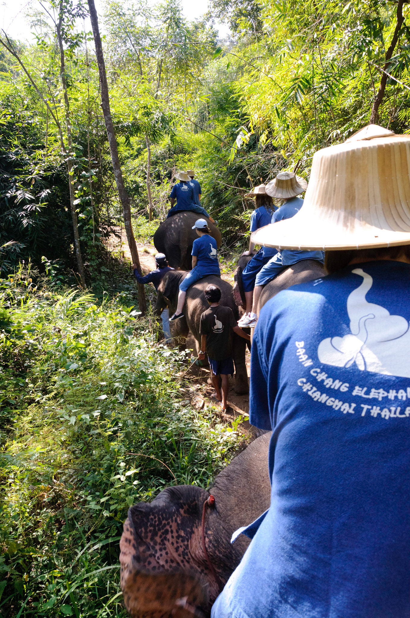 Baan Chang Elephant Park, Chiang Mai