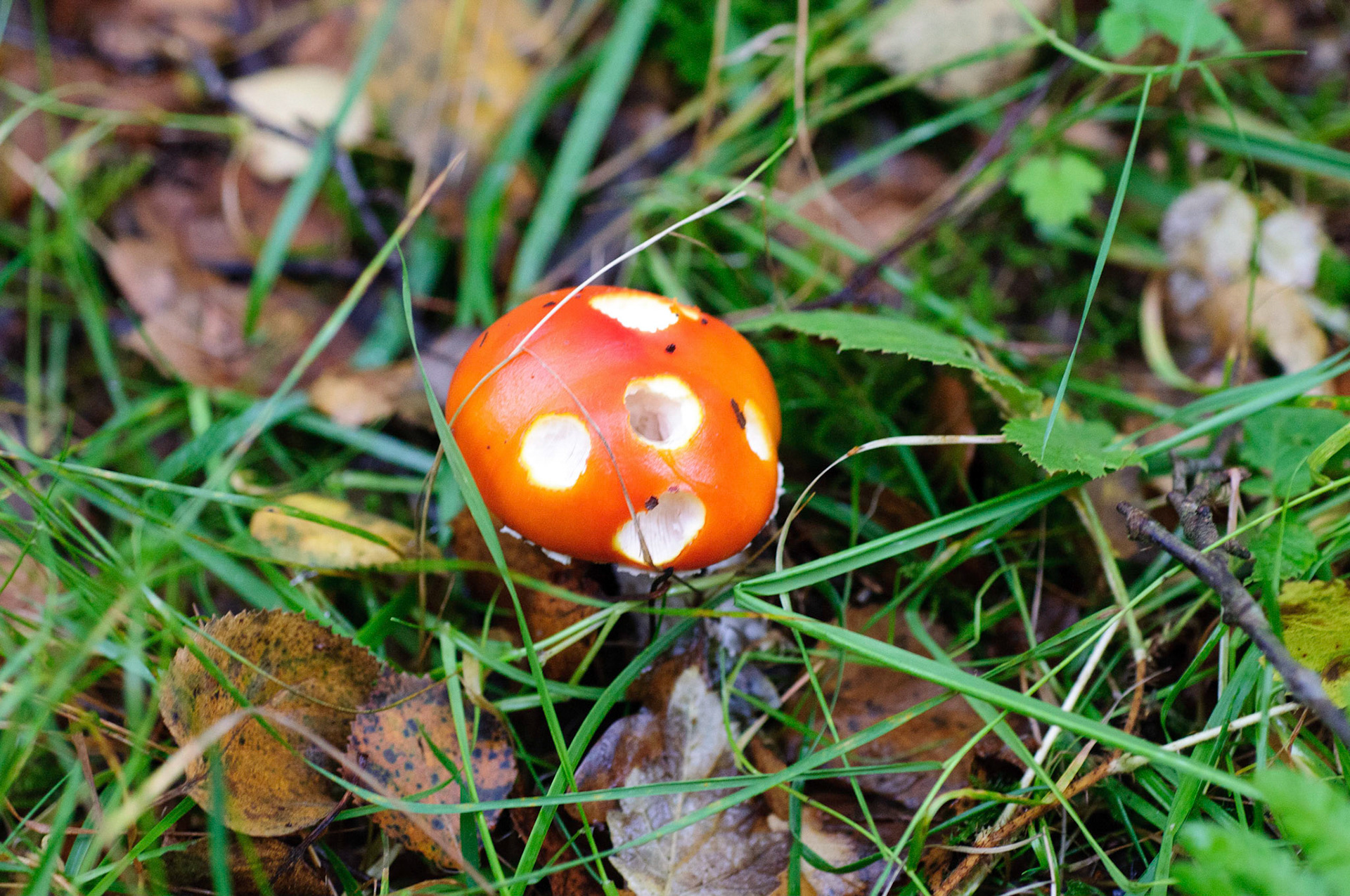 Cool mushrooms on Kinnoull Hill, Perth