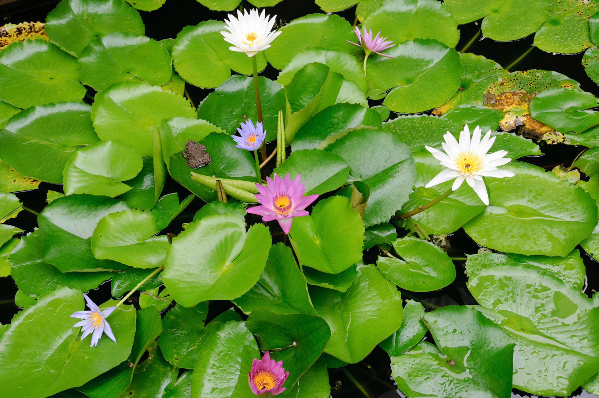 Flowers and frog at La Flora