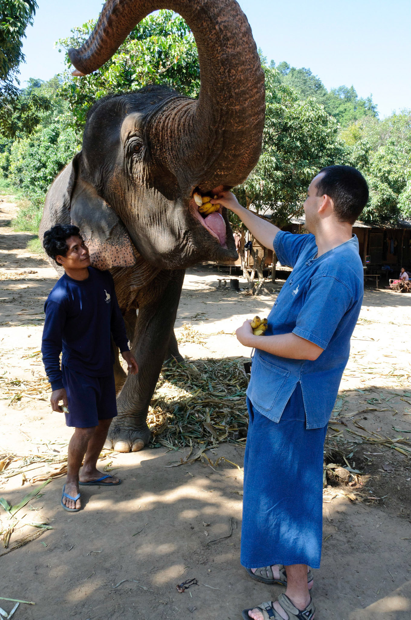 No messing about - whole bunches of bananas, straight in the mouth!