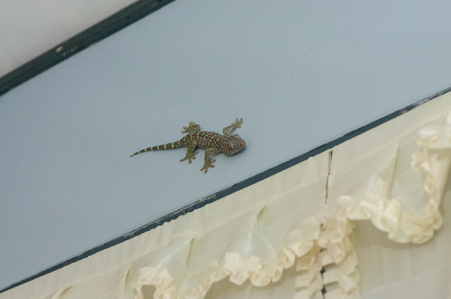 A tokay gecko - above the sofa