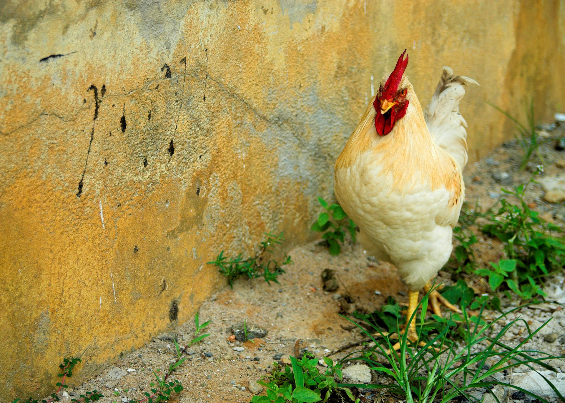 2006-02-04 - Sierra Leone - 0080